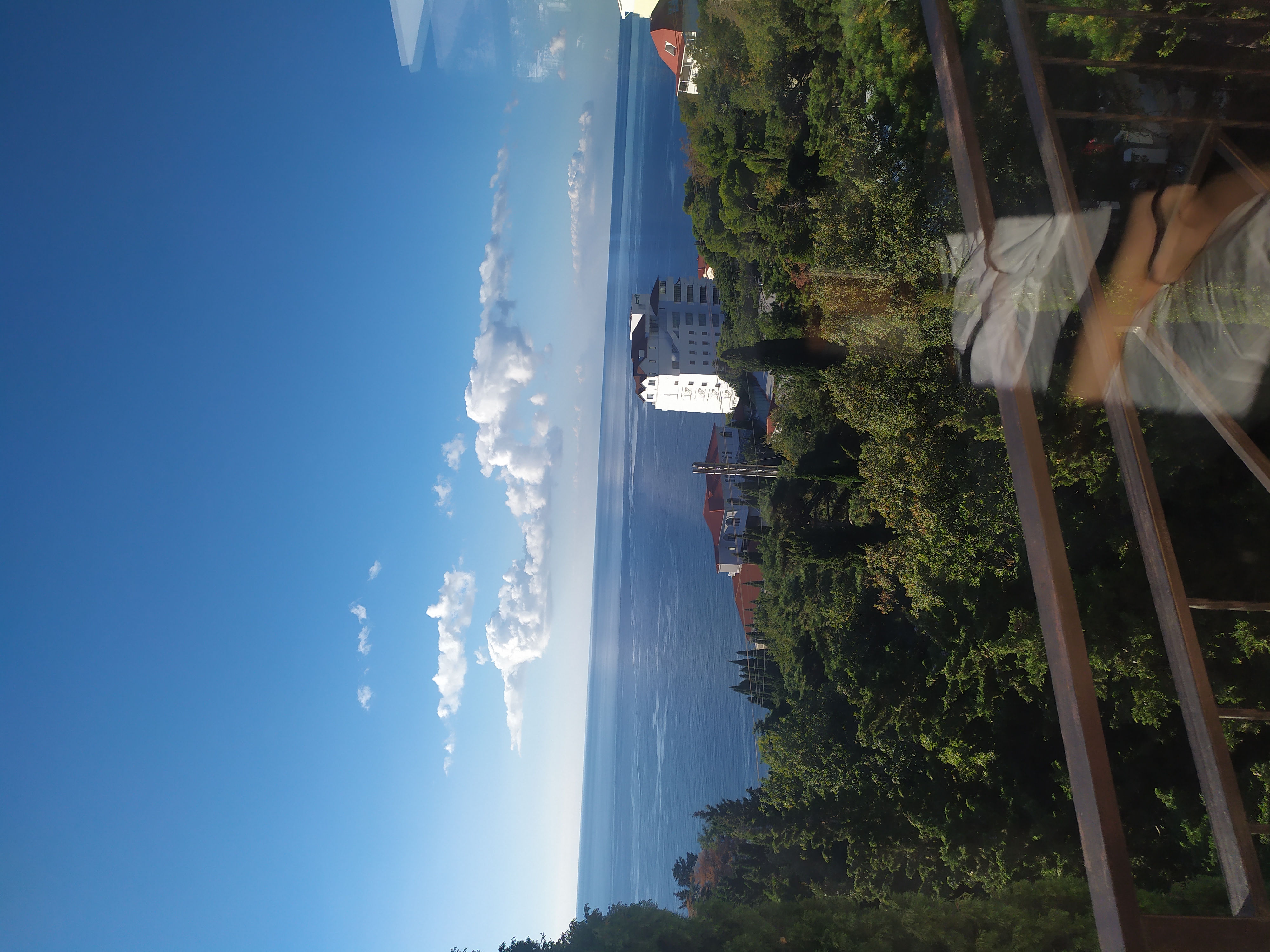 Фото Пальма