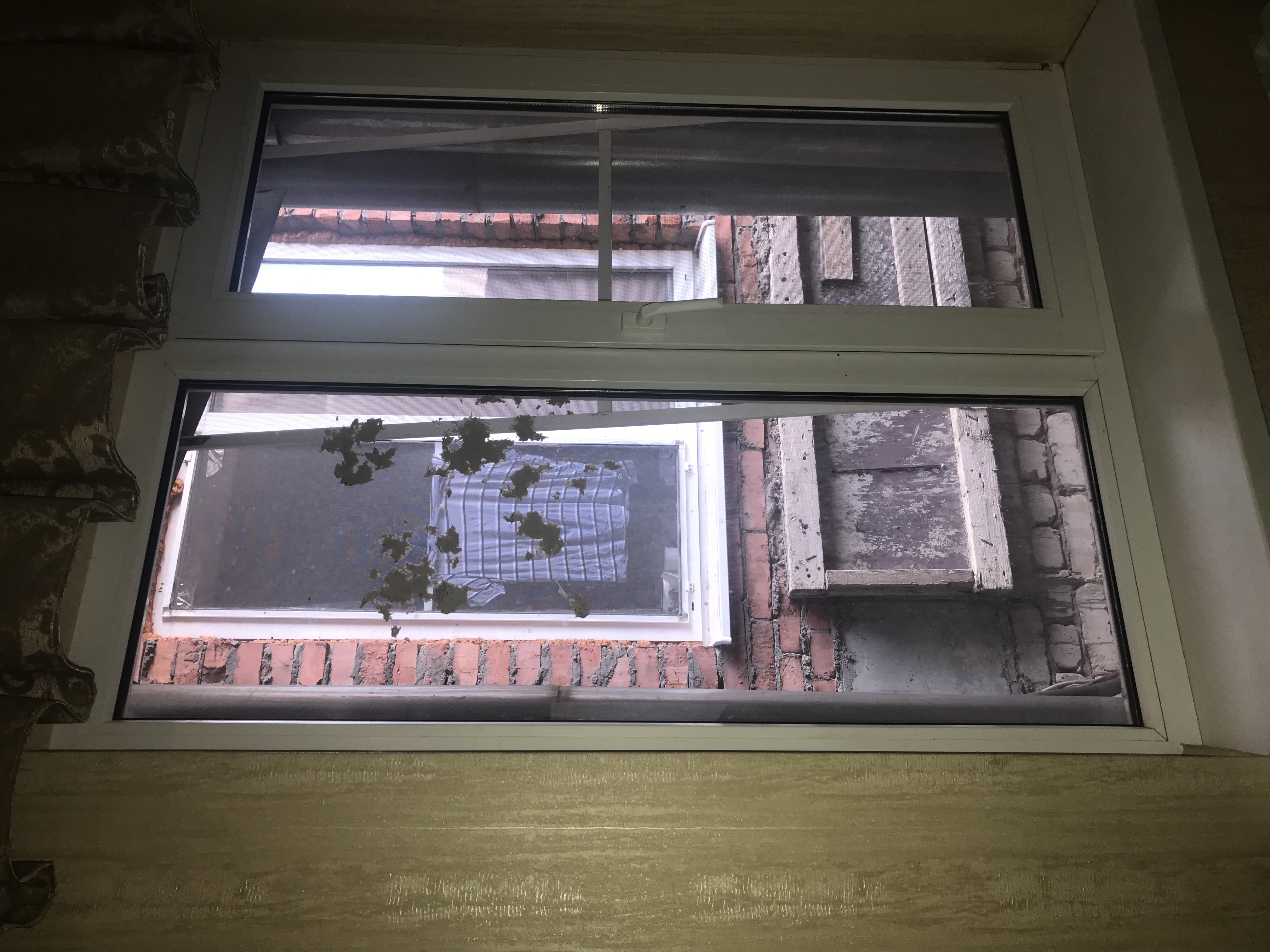 Фото Золотой Джин