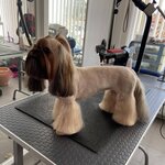 Grooming Studio (ulitsa Rylenkova, 59А) ، صالون حيوانات أليفة