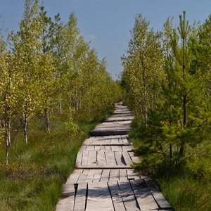 Экотропа Ельня (Витебская область, Миорский район, экотропа Озеравки-Ельня), достопримечательность в Витебской области