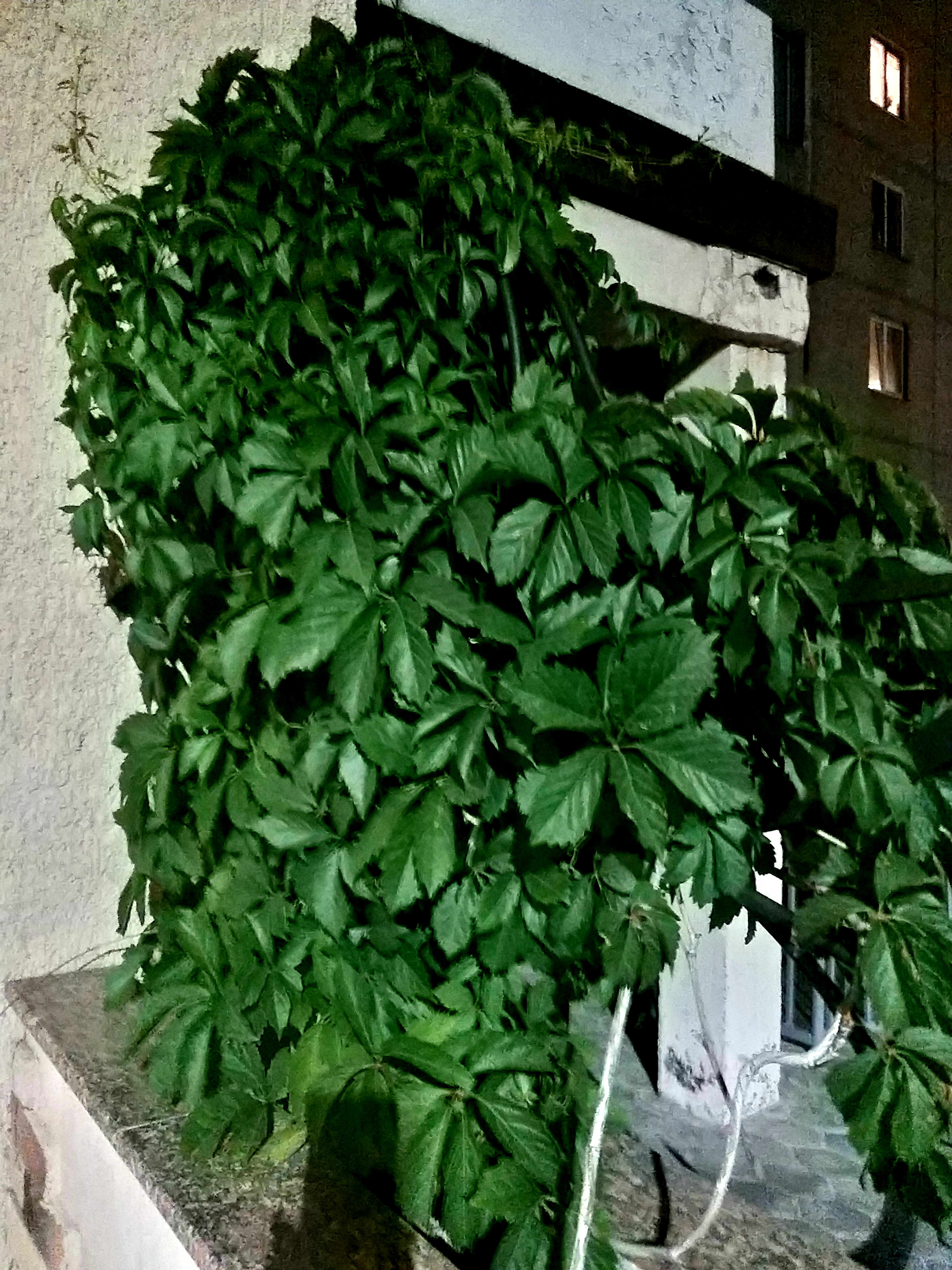 Фото Атриум