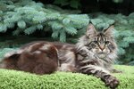 Grand Caprice (selo Chesnokovka, Sirenevaya ulitsa, 7), animal nursery