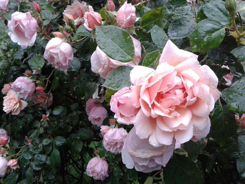 Фото Ferienwohnungen Zum Thurm