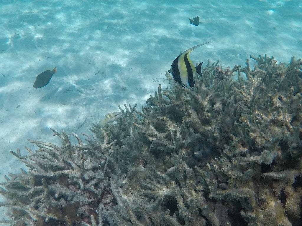 Фото Hudhu Raakani Lodge