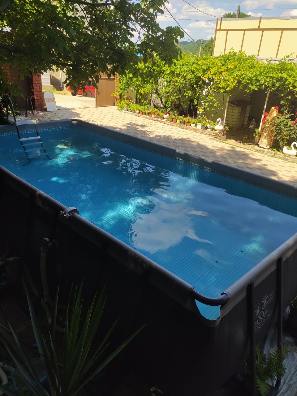 Фото Черноморская лоза