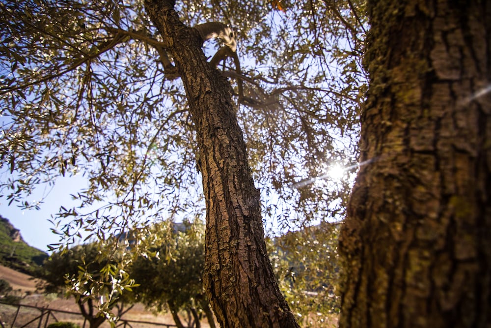 Фото Agriturismo Sa Rocca