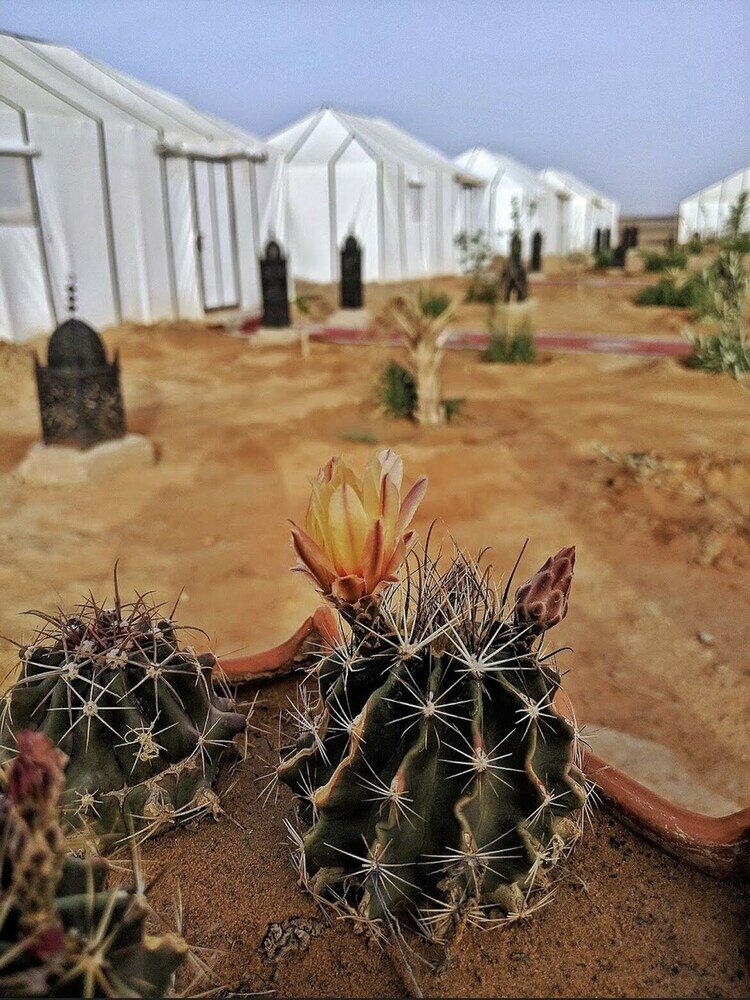 Фото Sahara Majestic Luxury camp