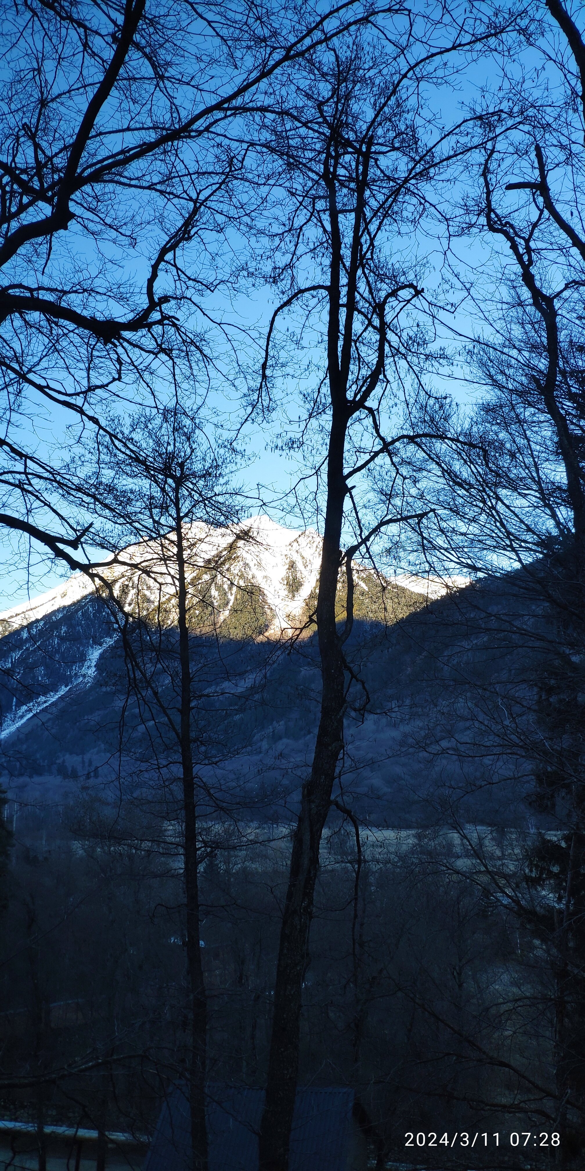 Фото Ягодный тис