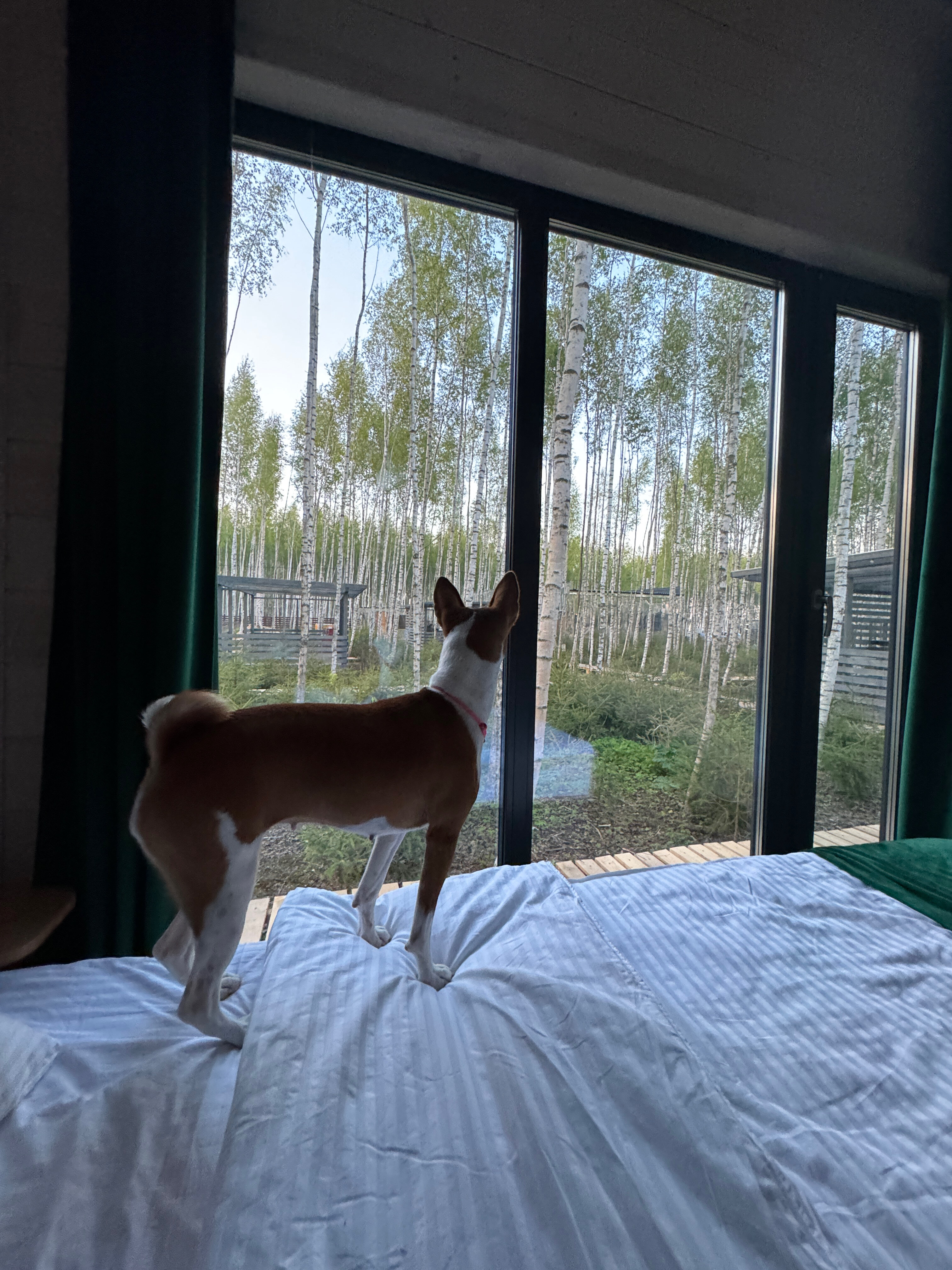 Фото Мы Дома- Зеркальный лес