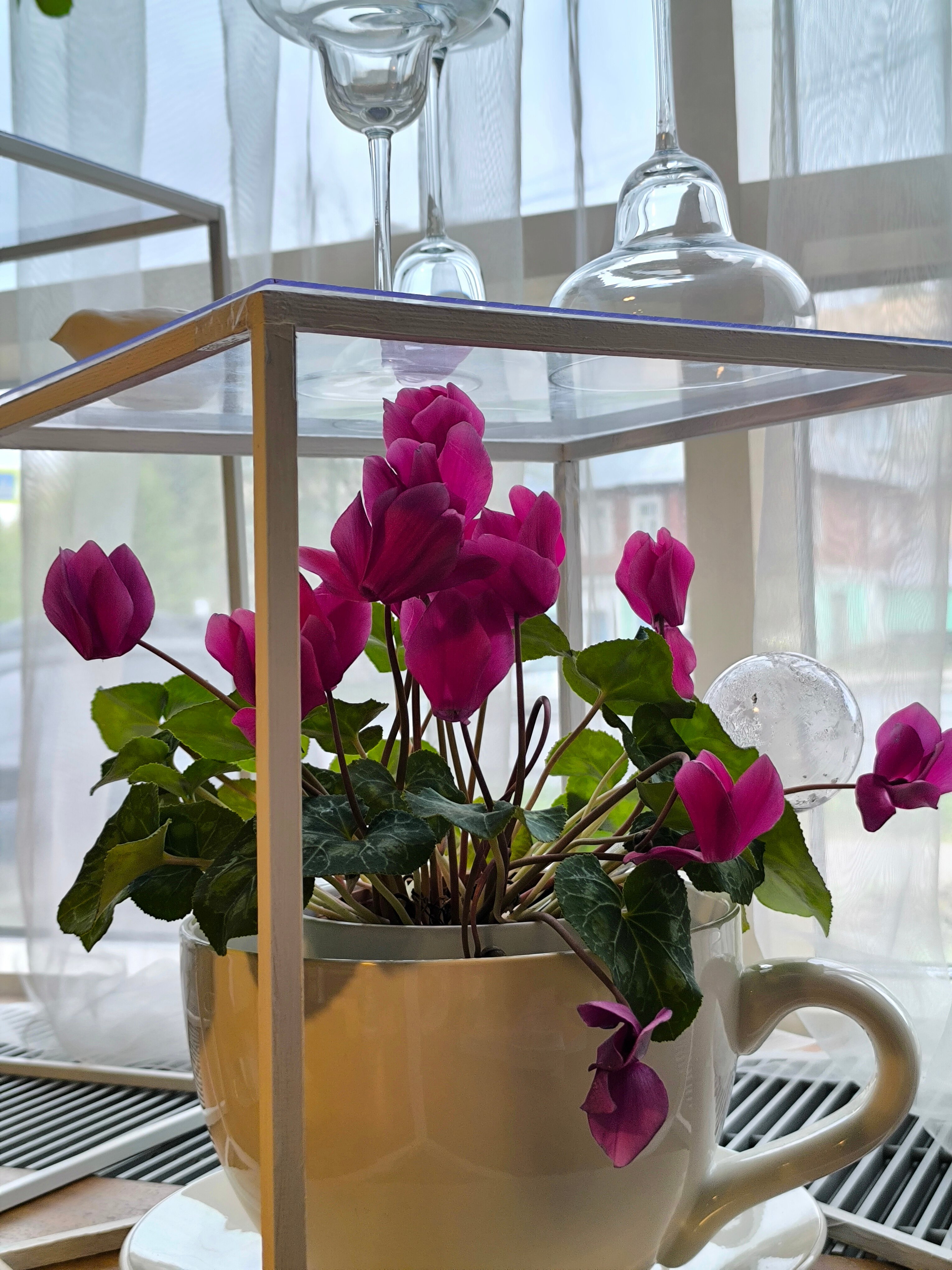 Фото Шеддок