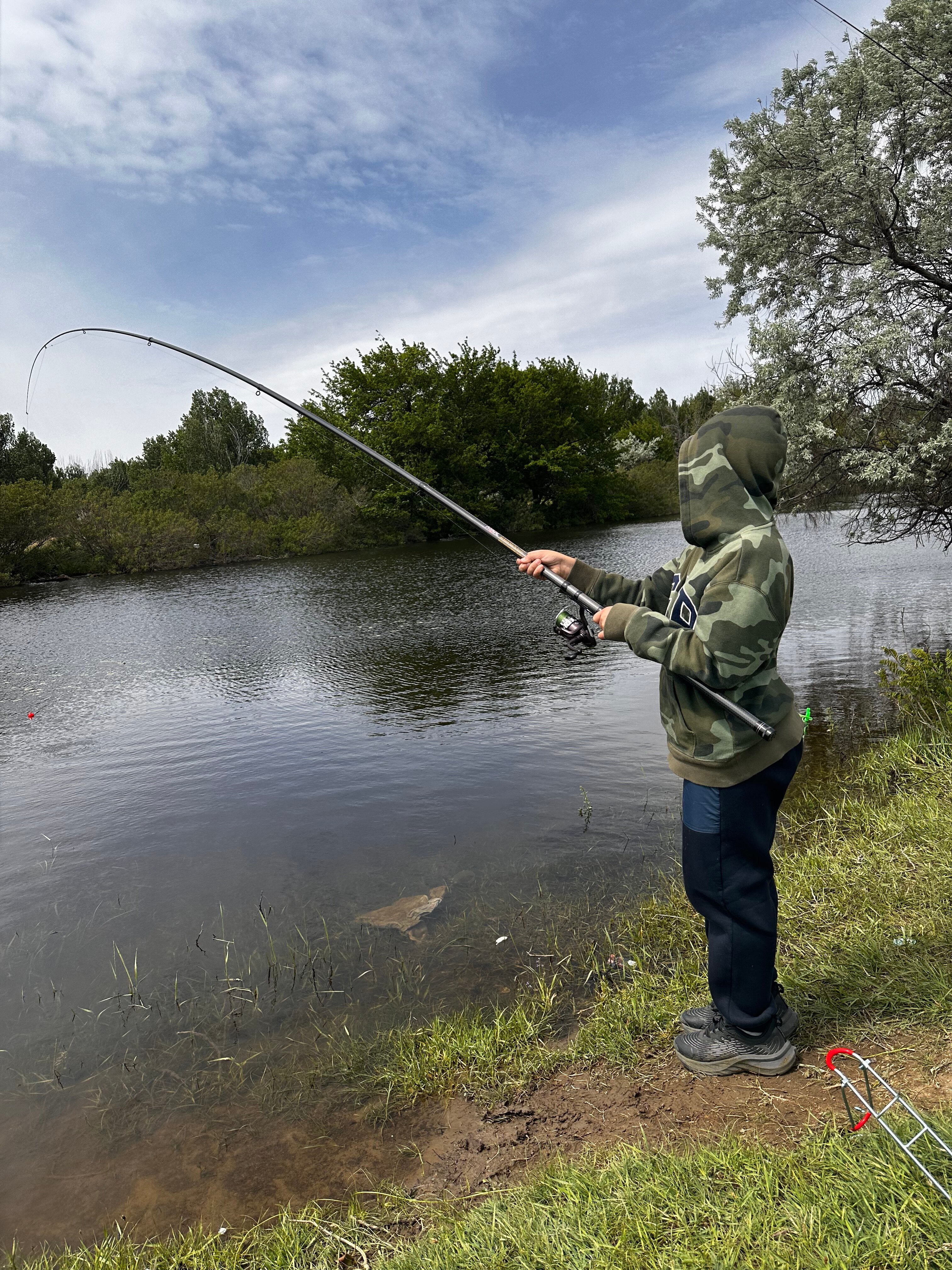 Фото Тополя