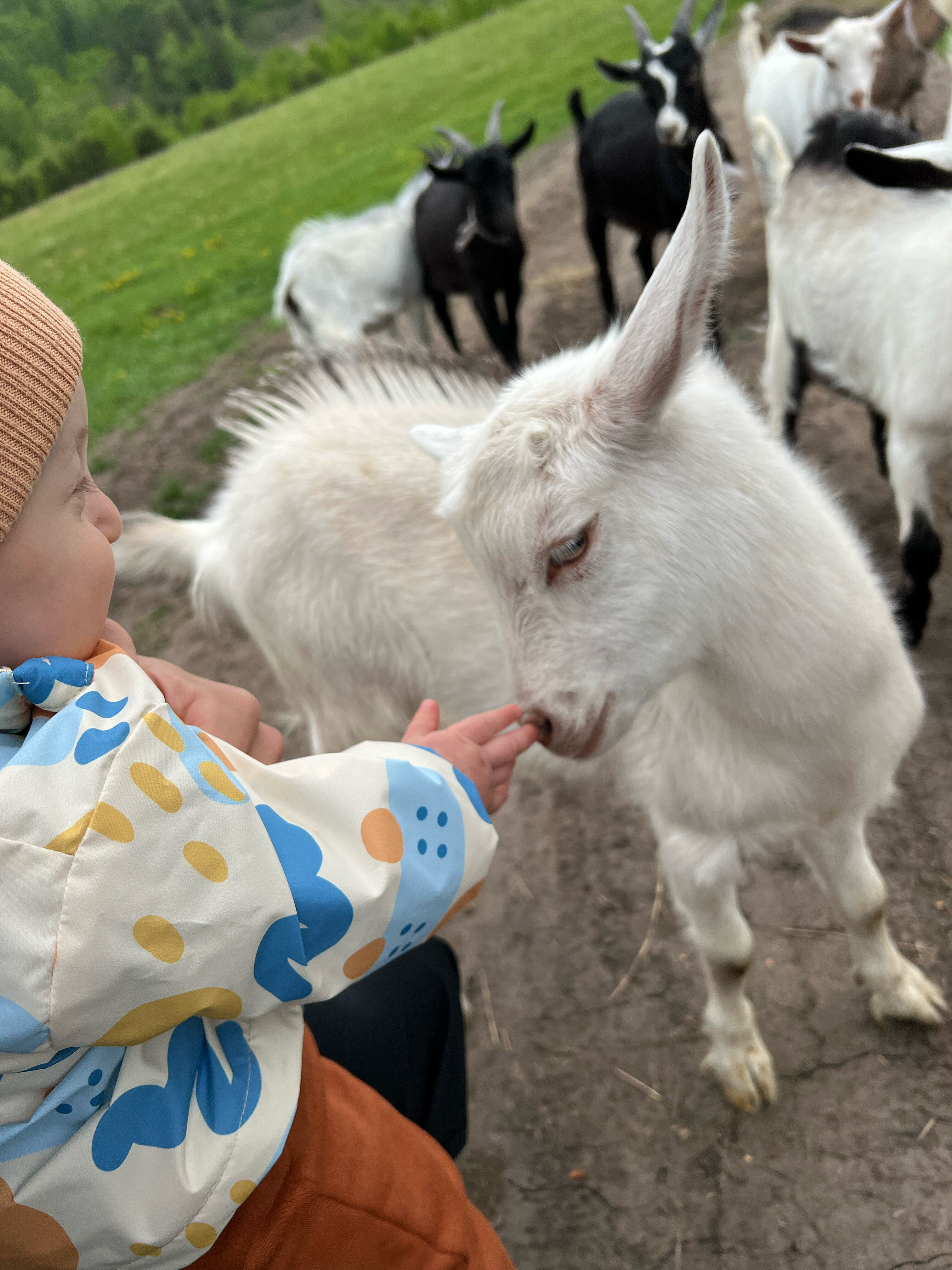 Фото Чайное гнёздышко