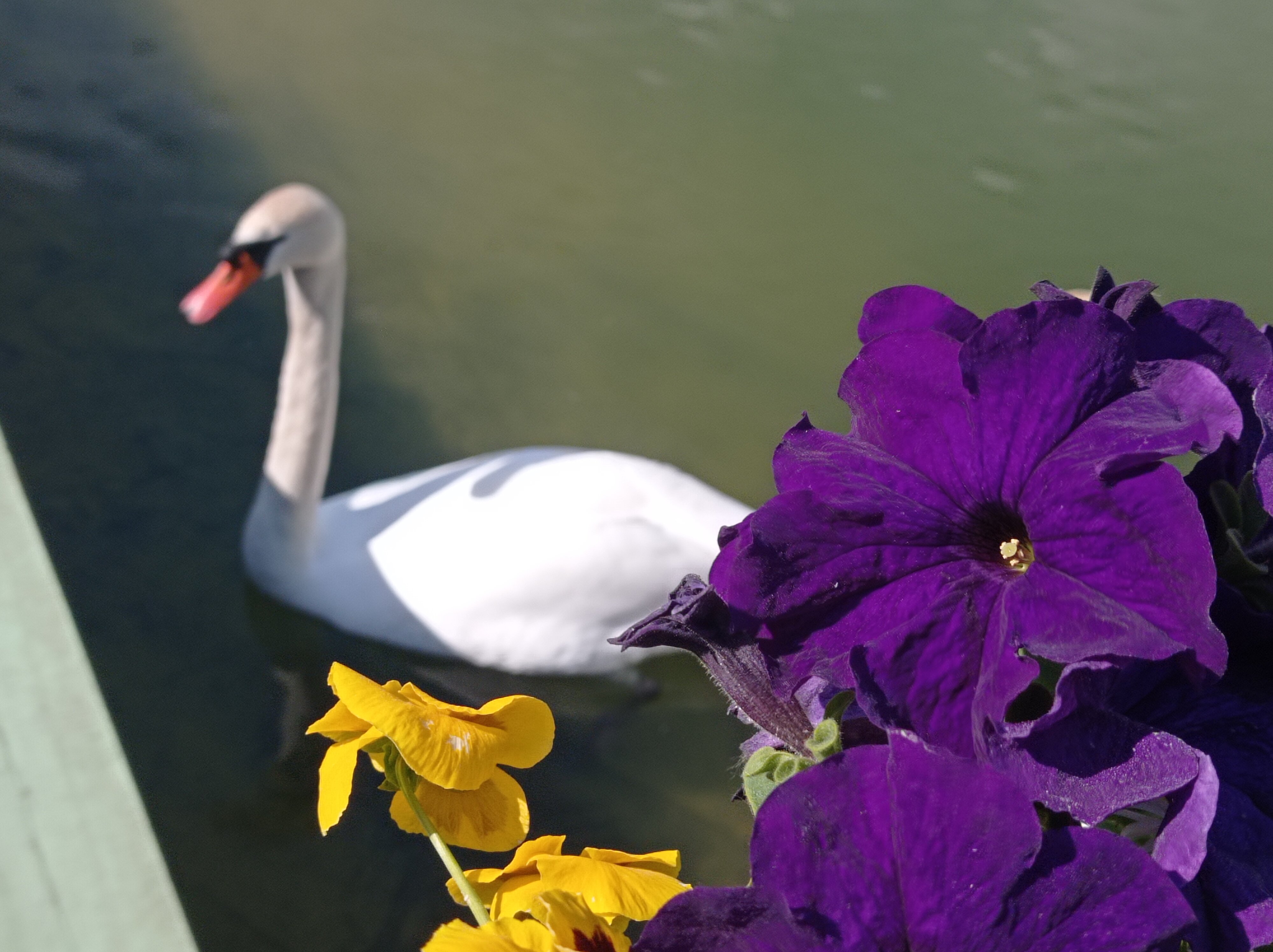 Фото Брунколь