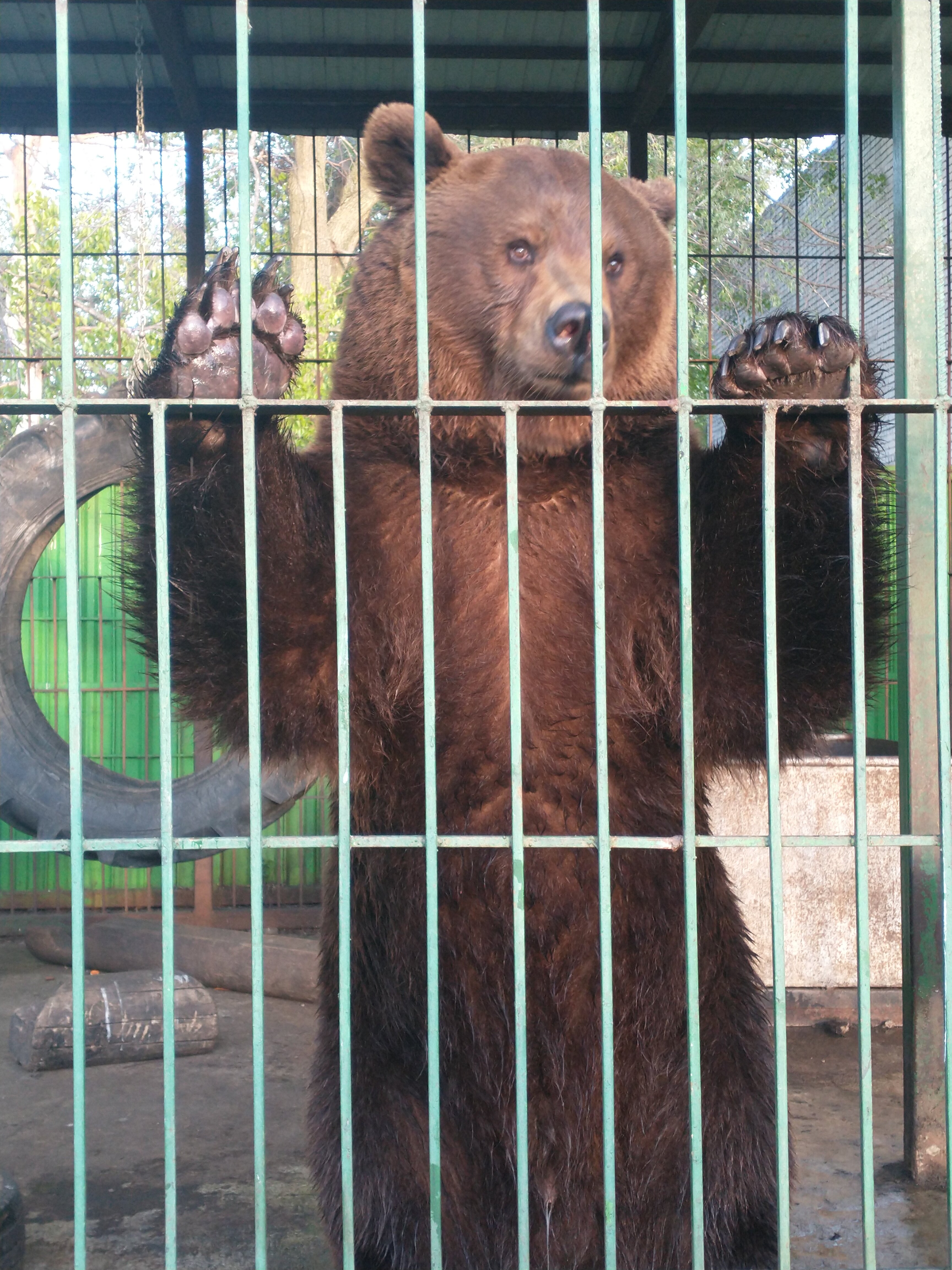 Фото Волжанка