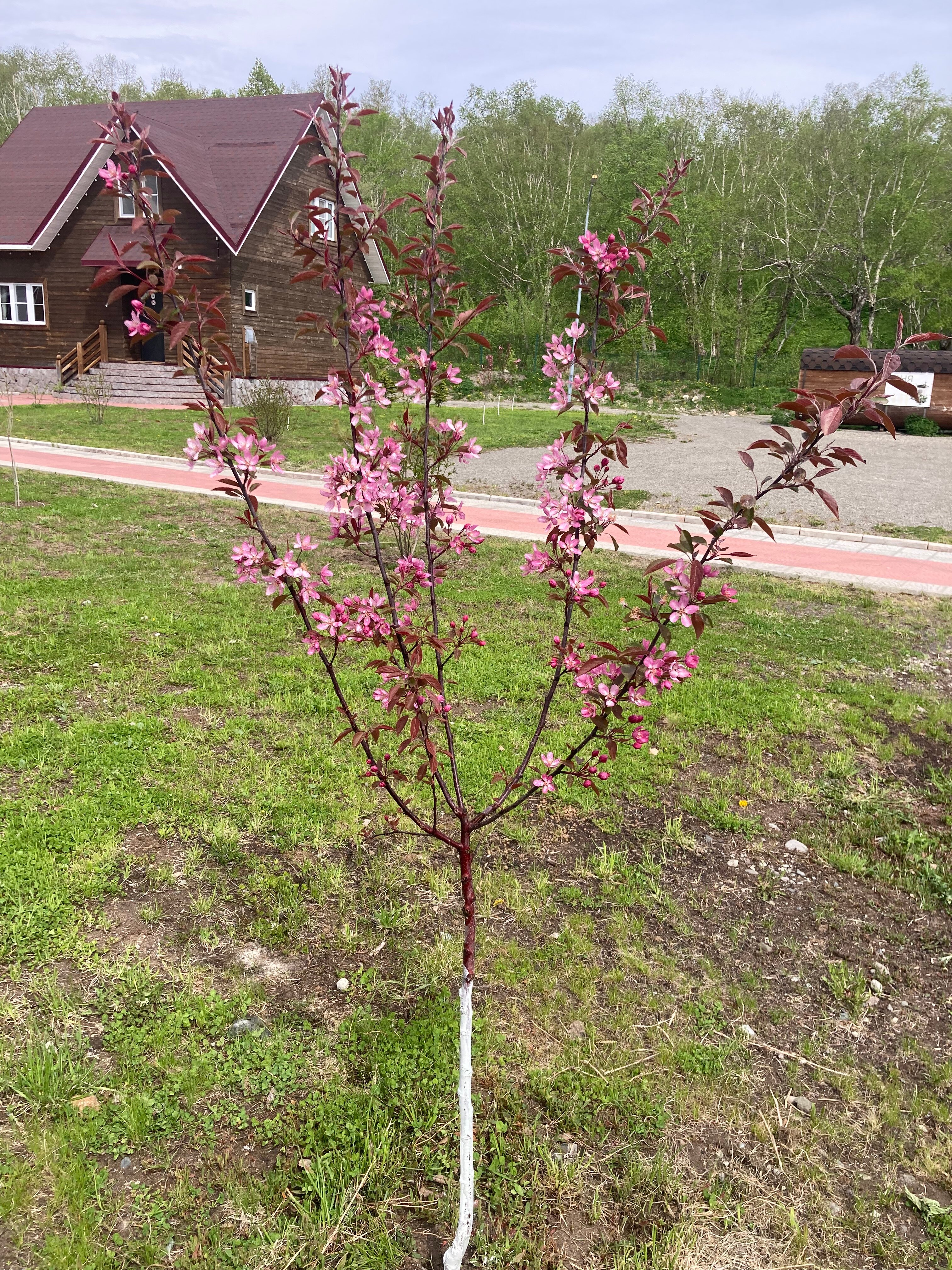 Фото Лесная поляна