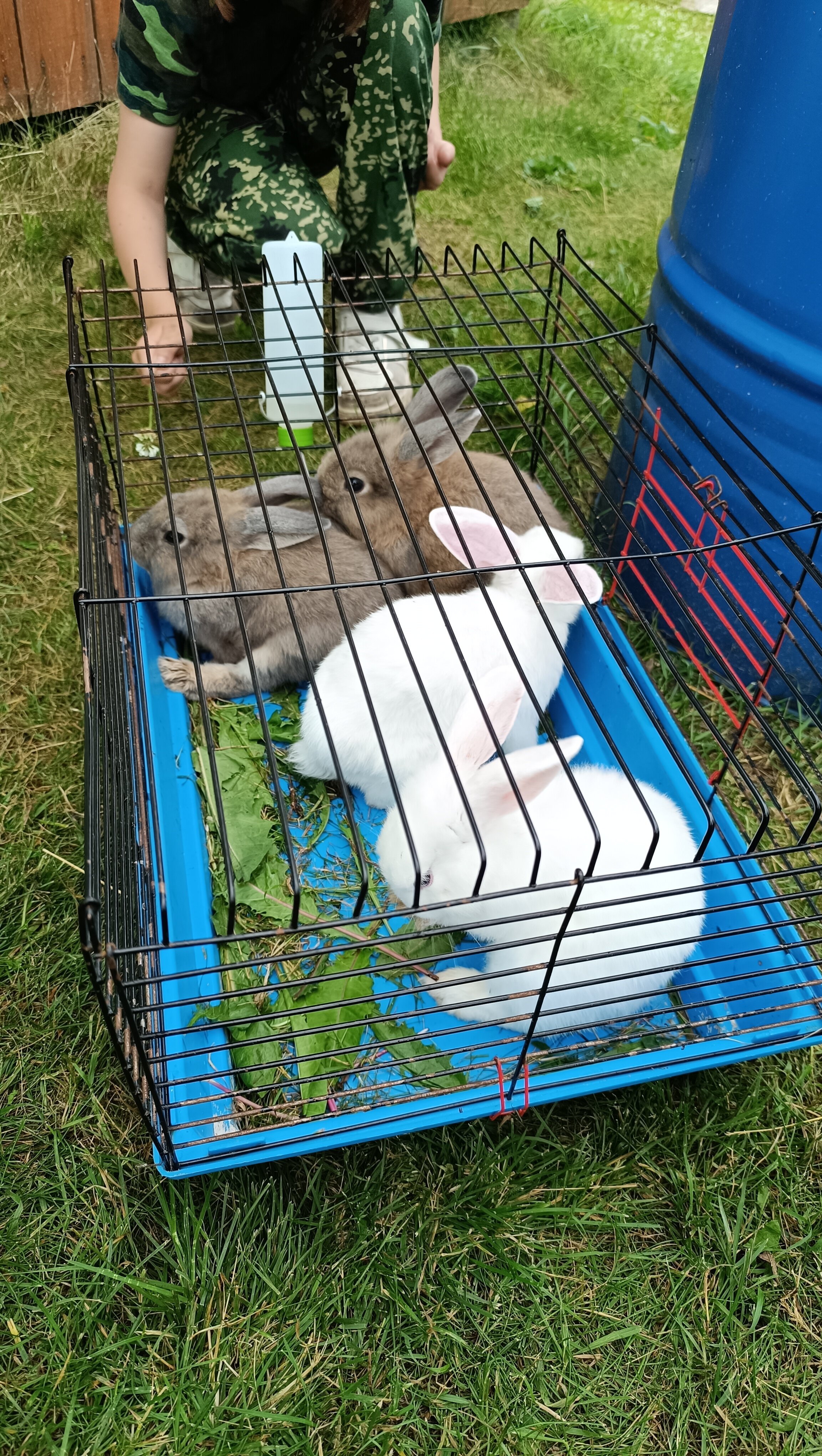 Фото Андога