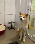 Bolshoy Dryg Hotel (selo Kosulino, 2-ya Sadovaya ulitsa, 5Б), pet hotel