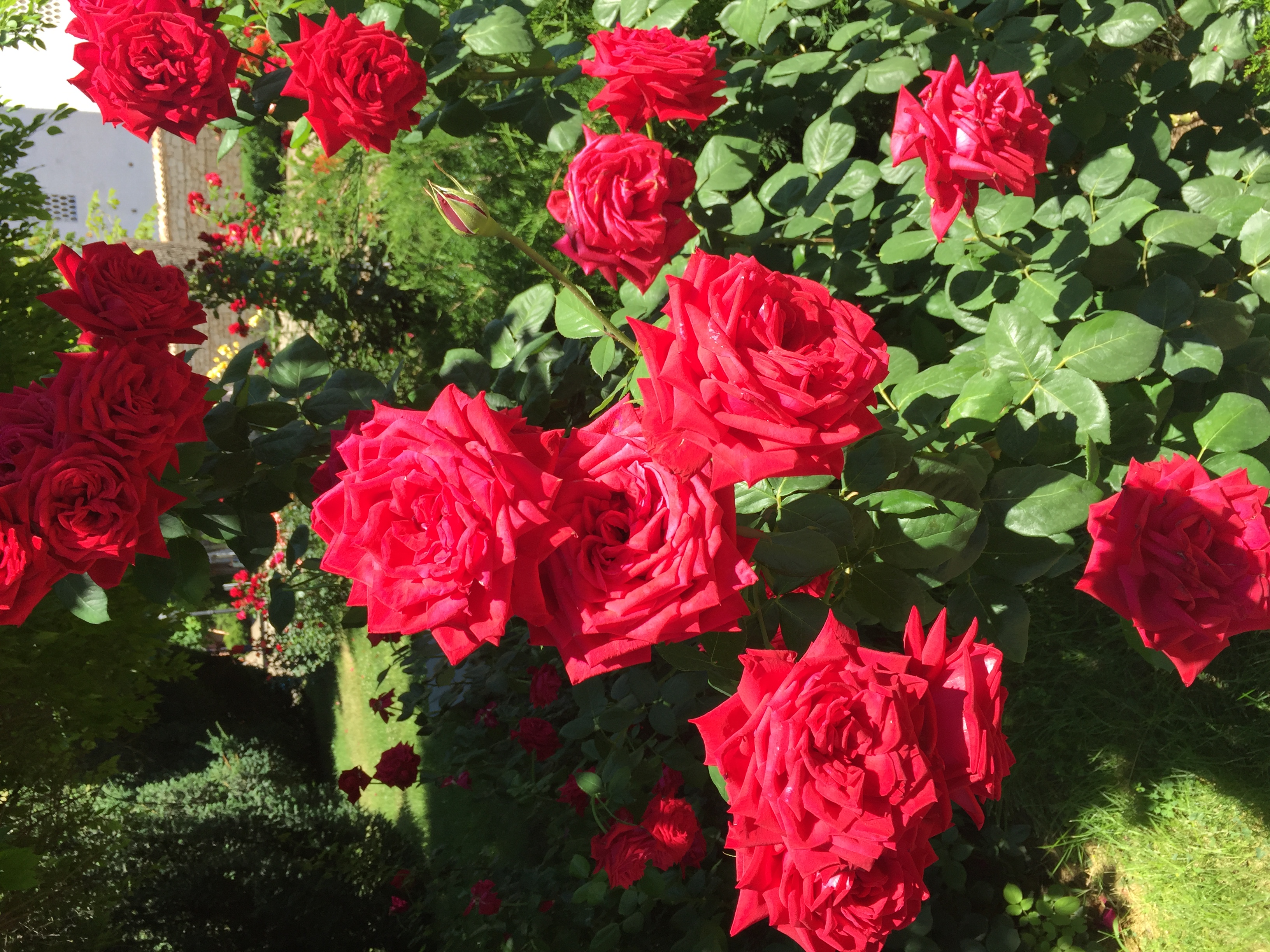 Фото Парк Инал