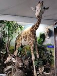 Zoological Museum (Antonova-Ovseenko Street, 24) ، متحف