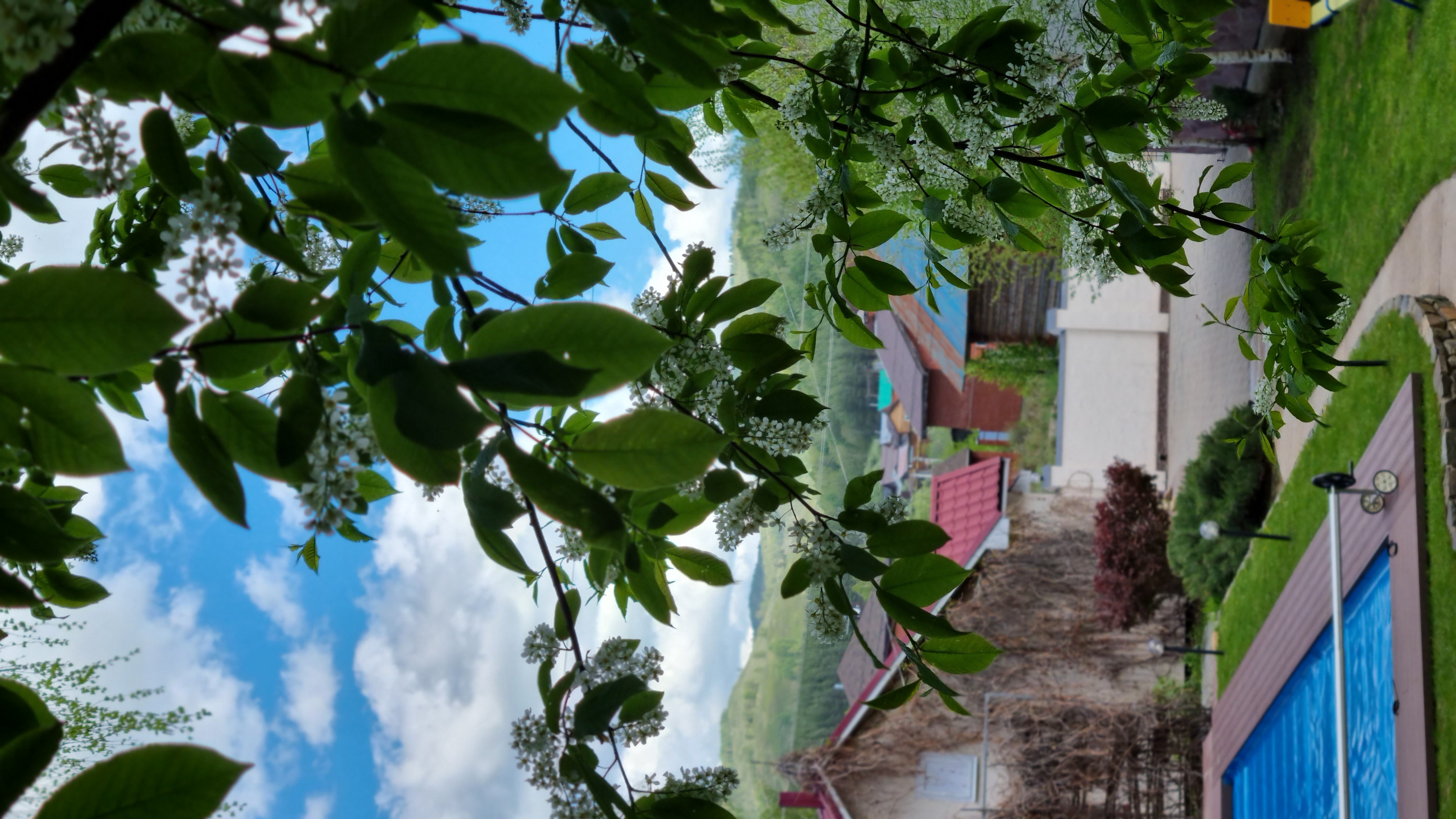 Фото Каменный цветок