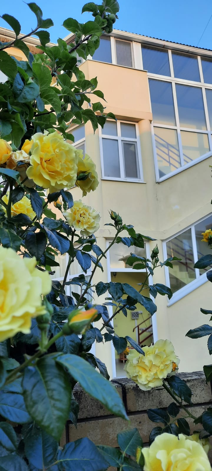 Фото Розовый сад