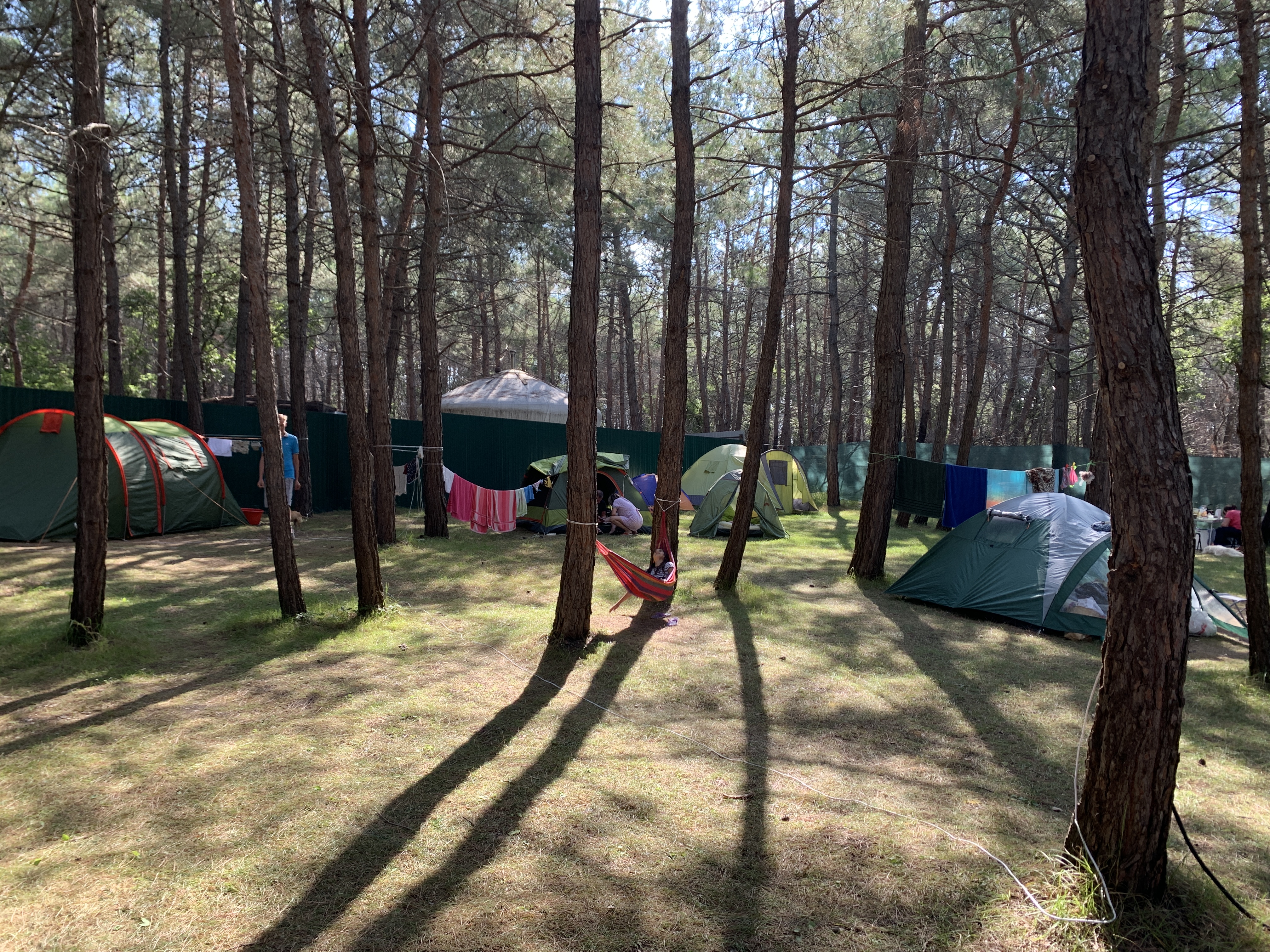 Фото Под соснами