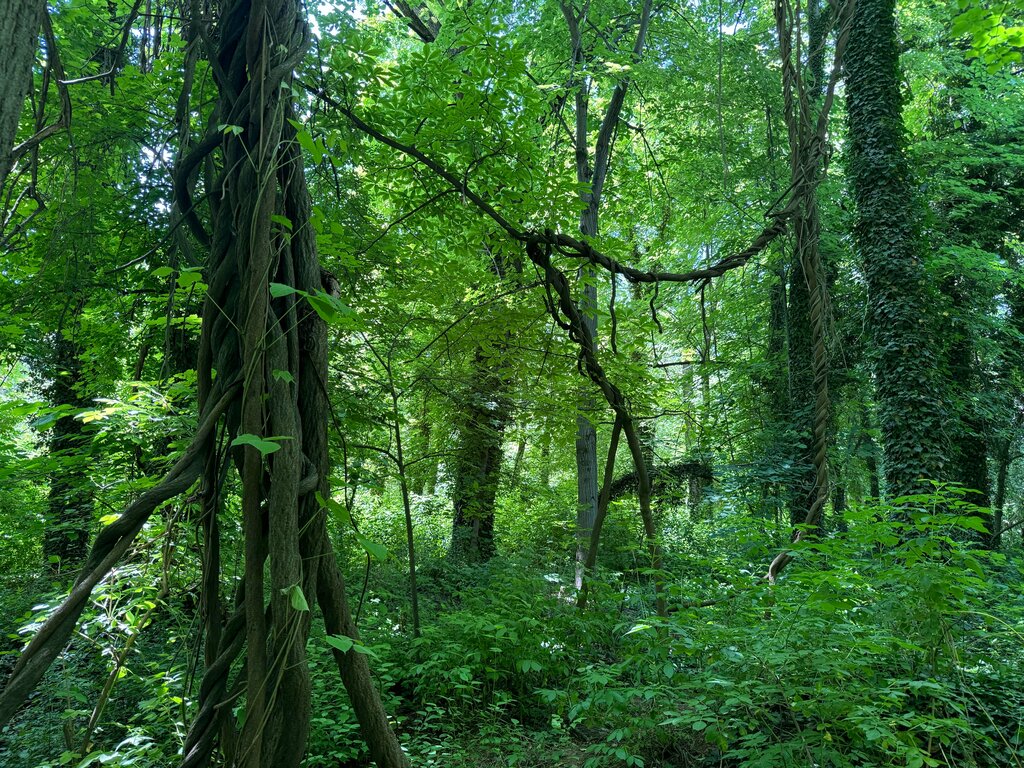 Park Tashkent Botanical Garden named after F. N. Rusanova, Tashkent, photo