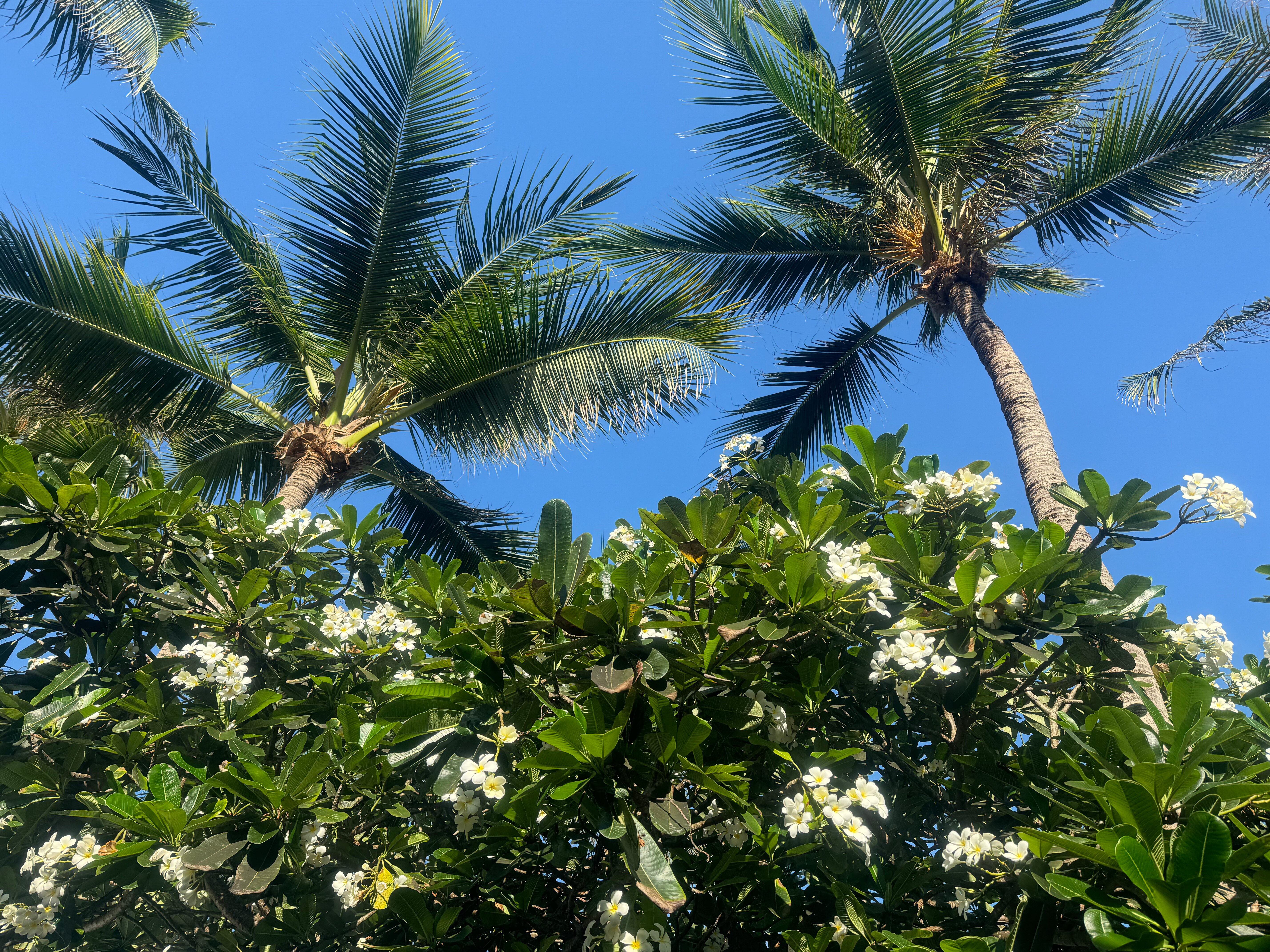 Фото Centara Villas Samui