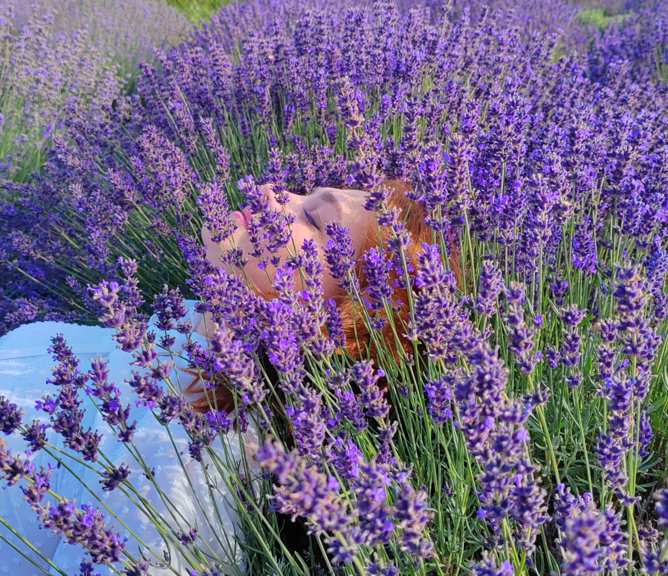 Фото Лавандовые холмы