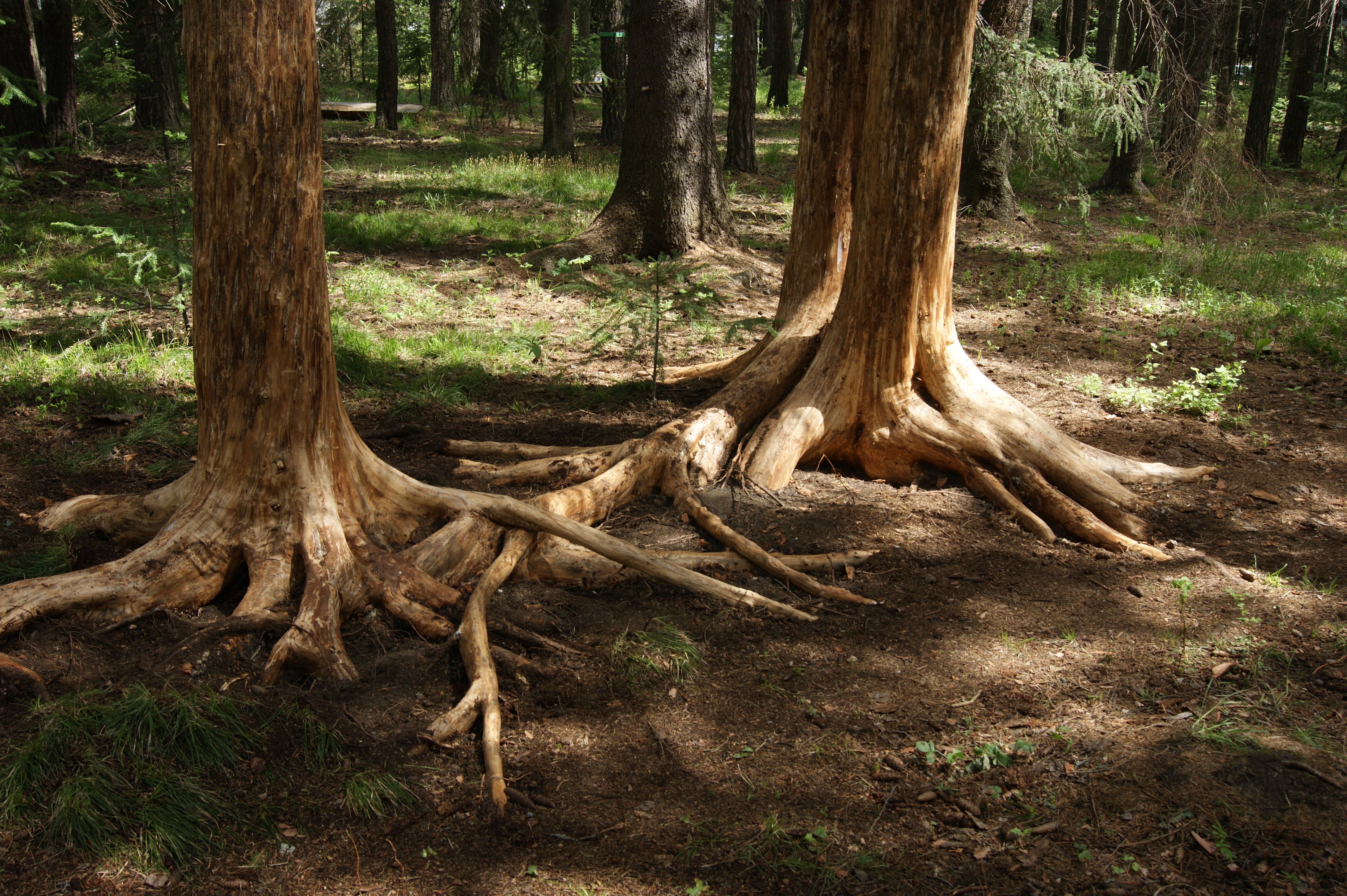 Фото DarkSideCamp