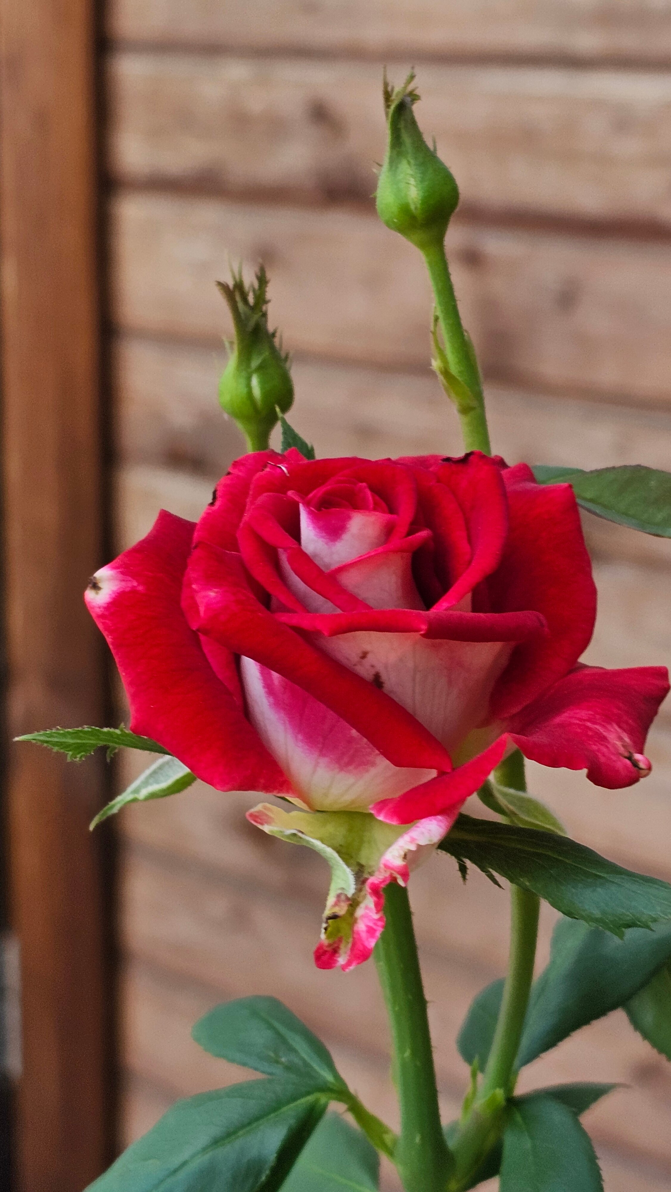 Фото Абажур