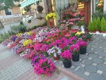Smile Flowers İstanbul Çekmeköy Kirazlıdere (İstanbul, Çekmeköy, Kirazlıdere Mah., Fevzi Çakmak Cad., 37), flower shop