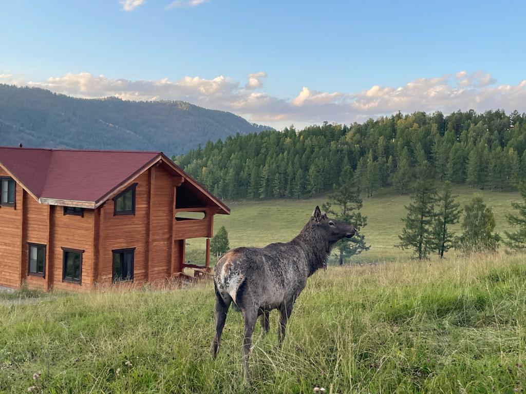 Фото Шебалинский питомник Королевский марал