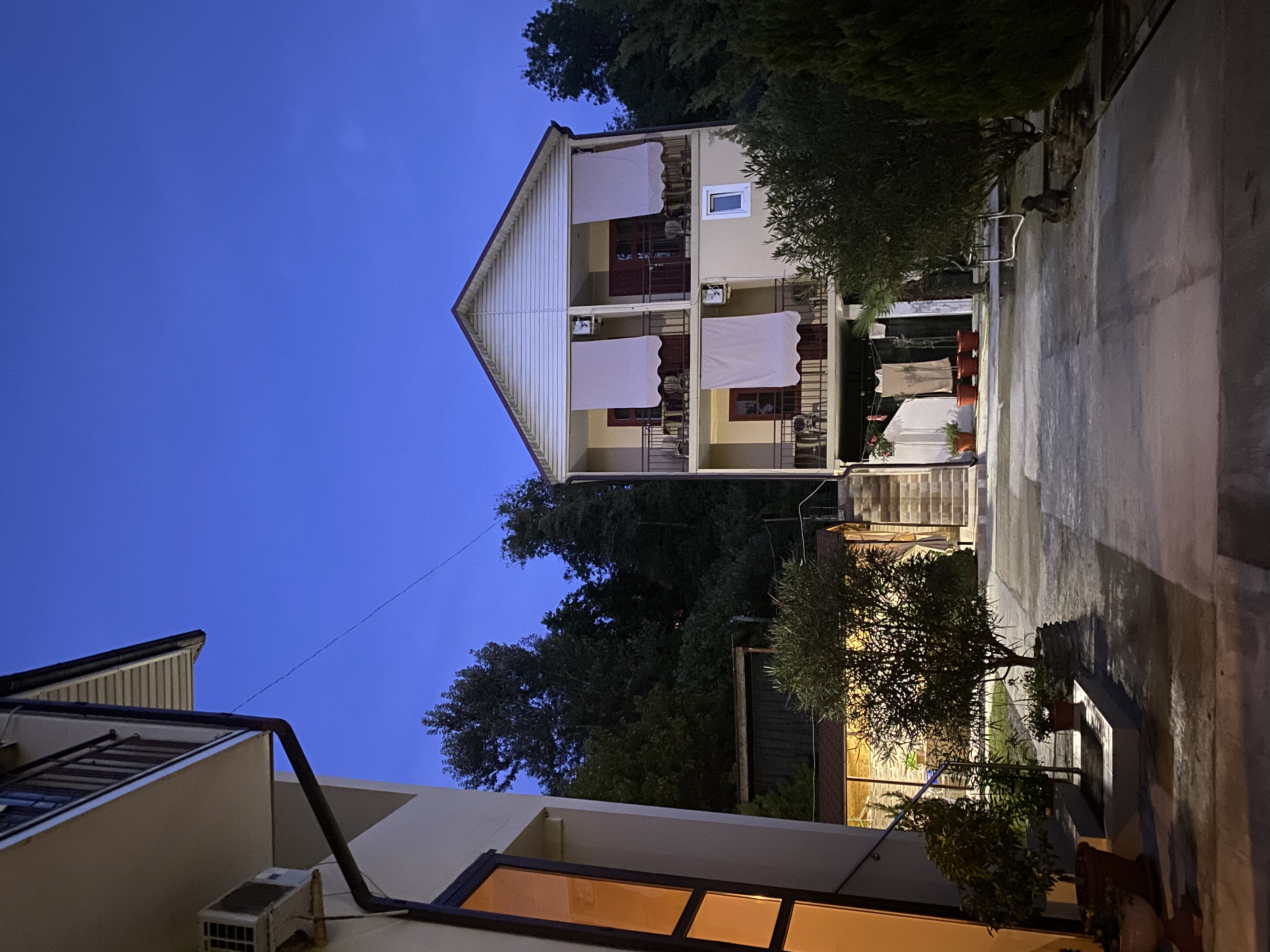 Фото Пальма