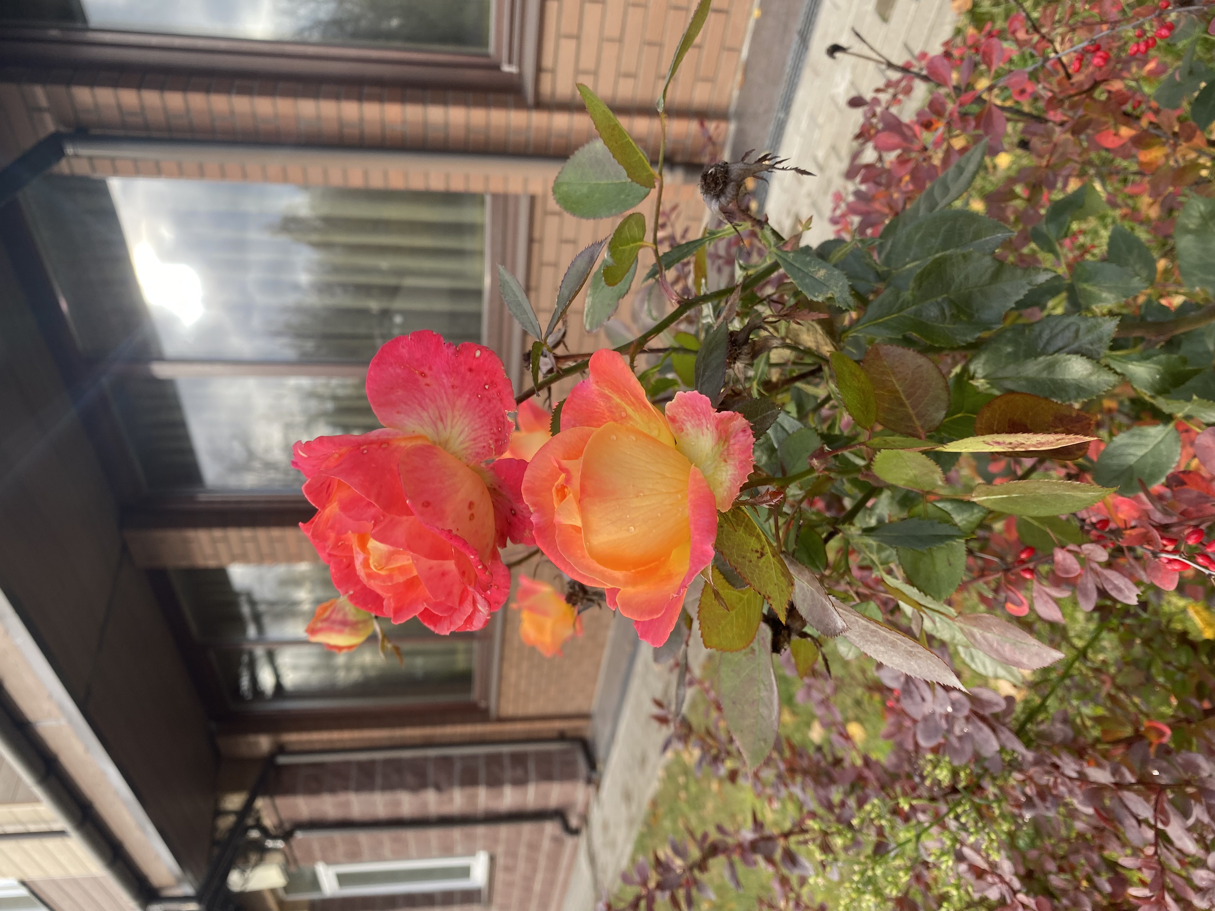 Фото Островия