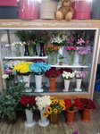 Botanik Cicek Evi (Eskişehir, Odunpazari District, Arifiye Neighborhood, Bilir Sok., 12A), flower shop