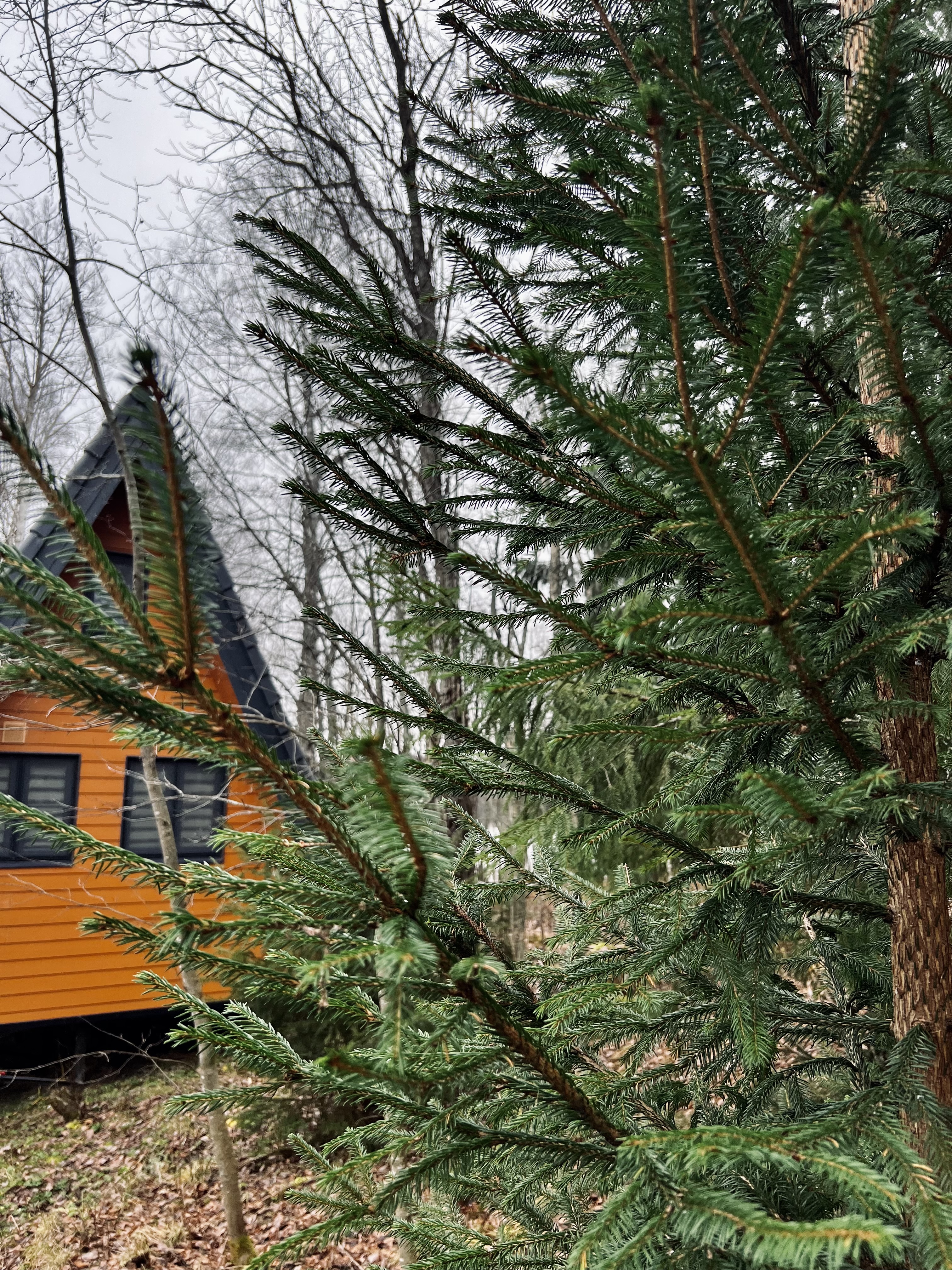 Фото Избушки на опушке