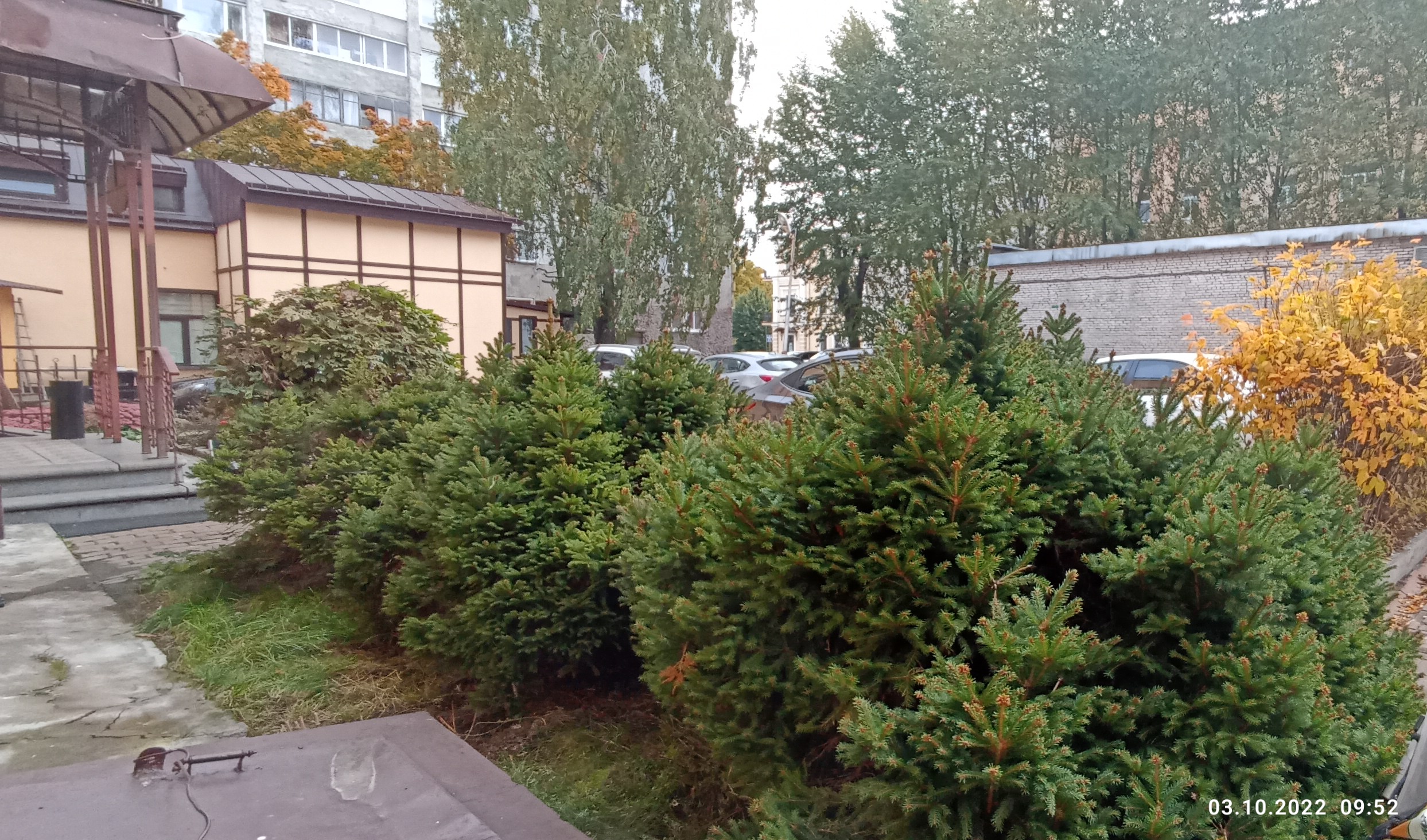 Фото Летучая мышь