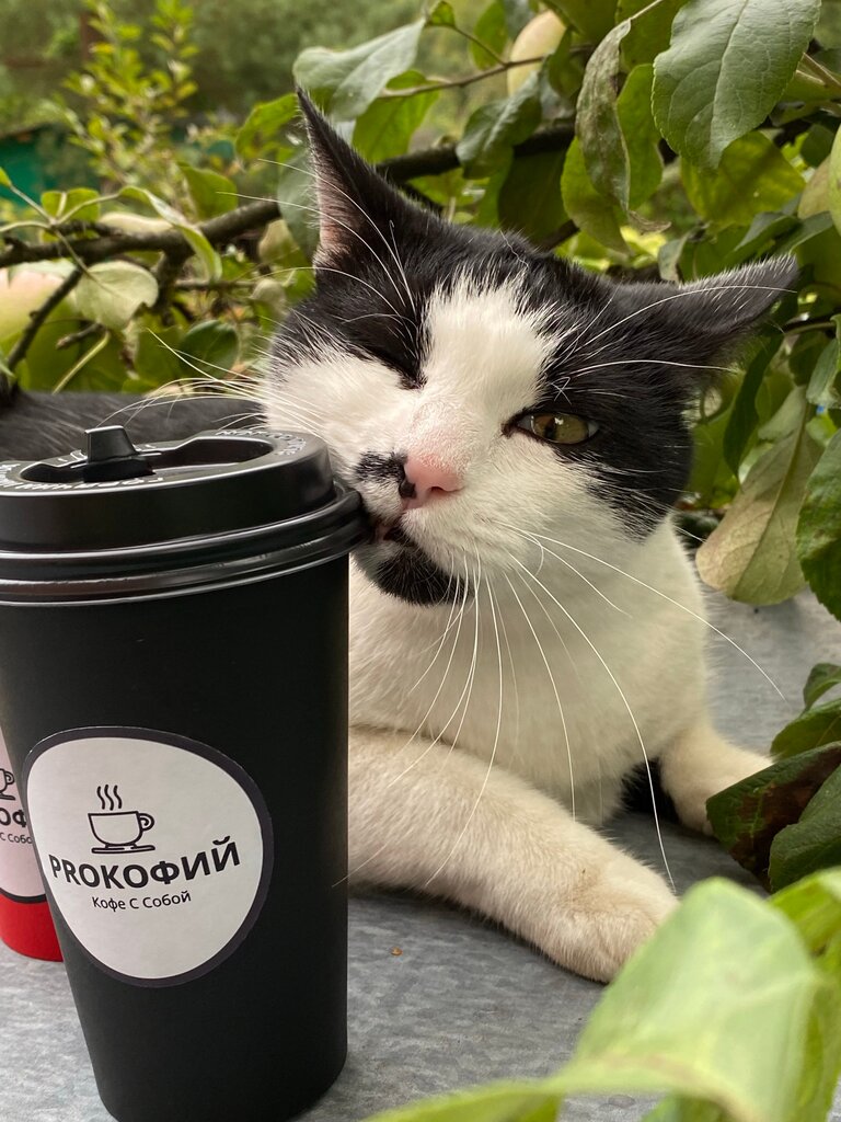 Coffee to go Procoffy, Moscow, photo