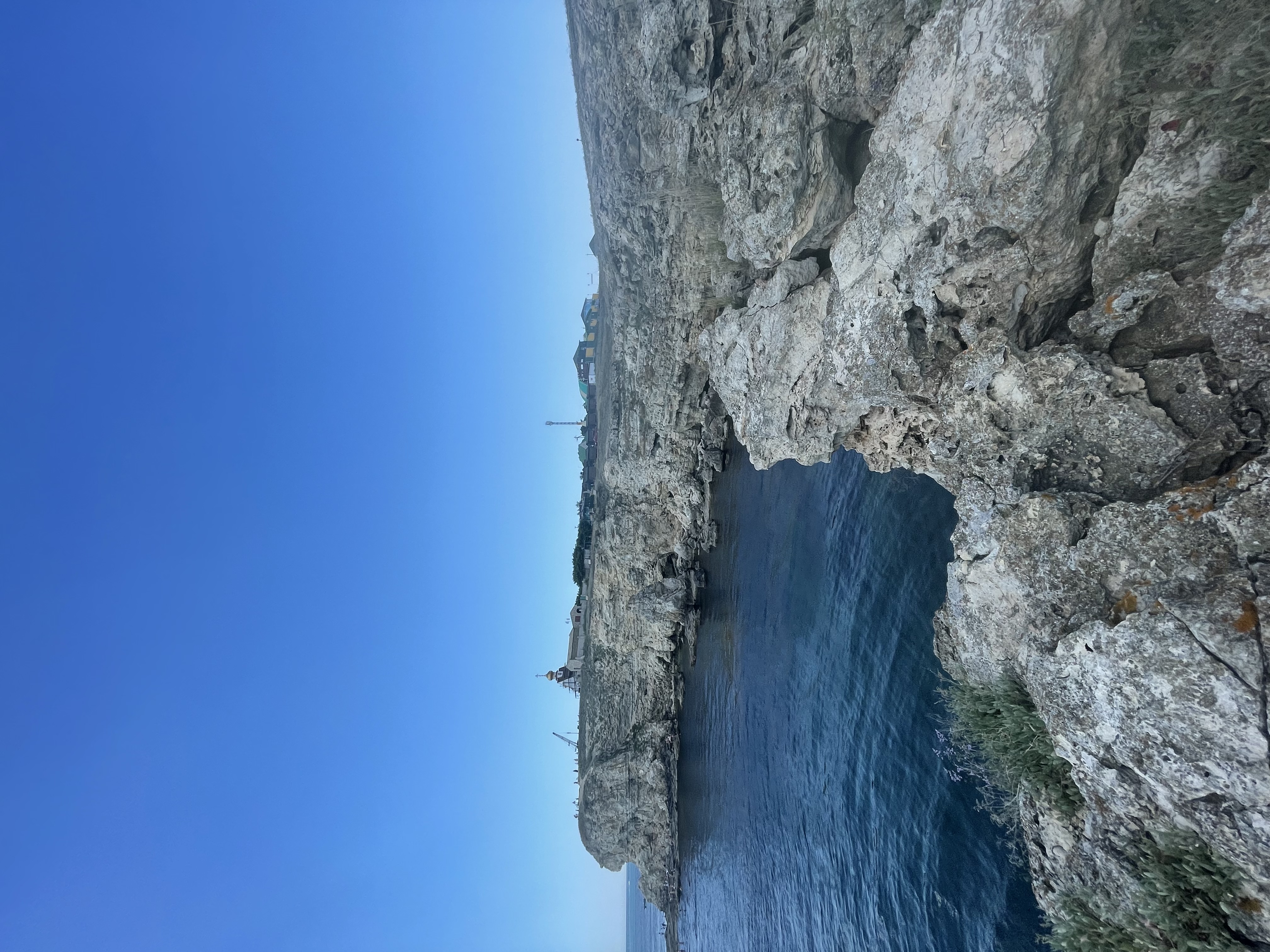 Фото Афалина