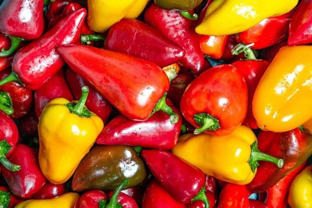 Покажи фото болгарского перца