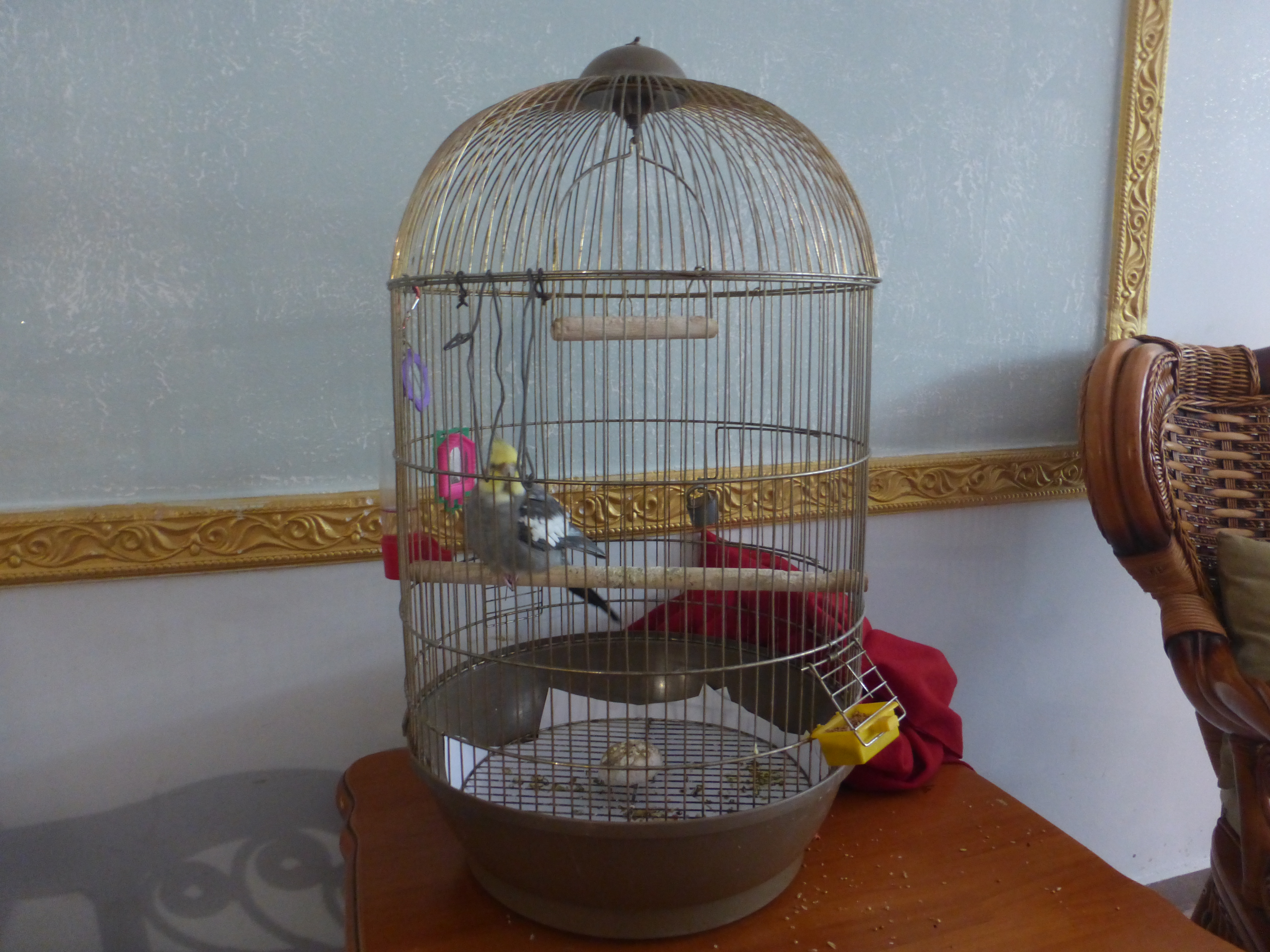 Фото Ellison Мечта