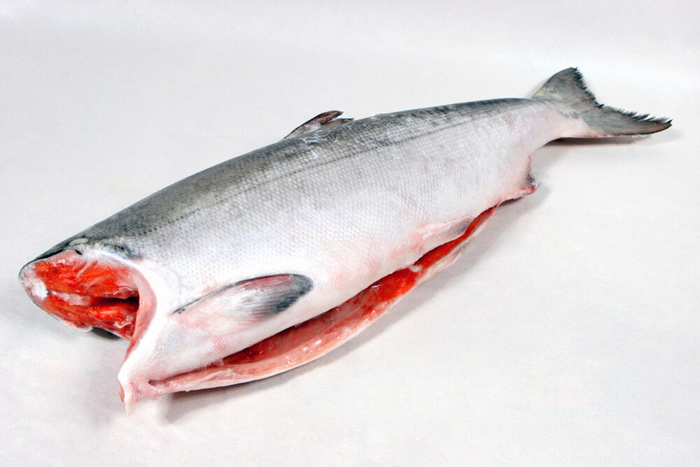 48" king salmon half mount eBay