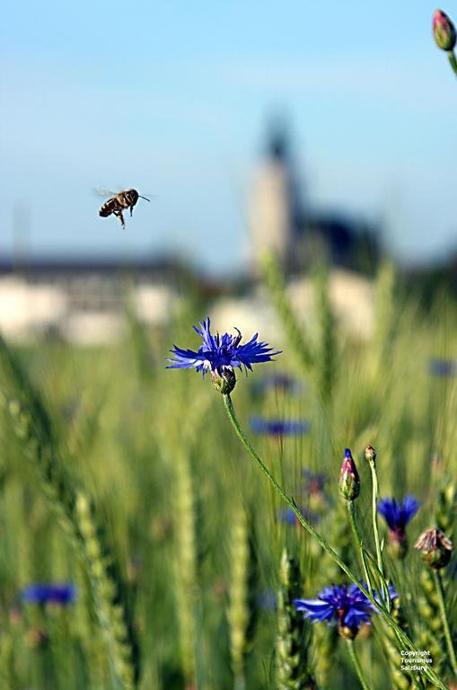 Фото Holiday Inn Salzburg City, an Ihg Hotel
