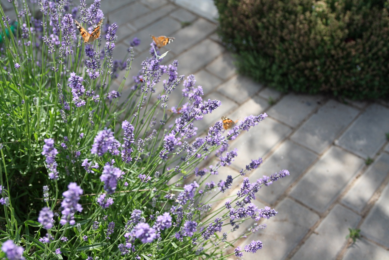 Фото Отель Ольга