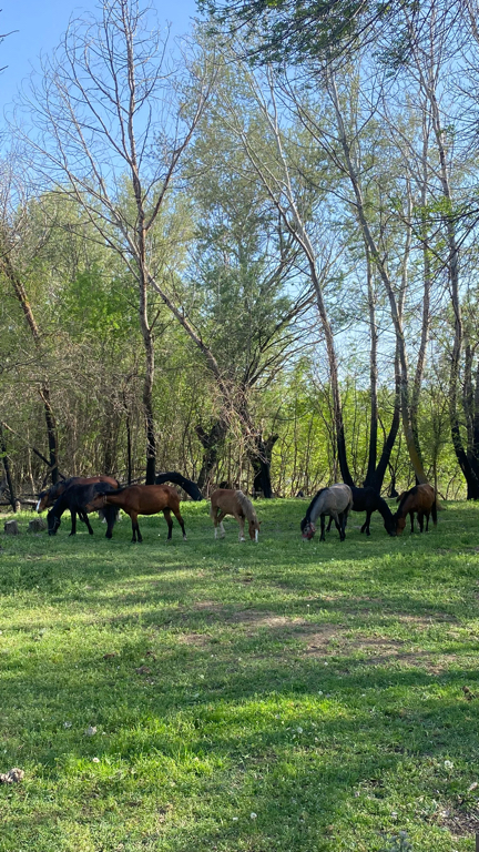 Фото Домик в Лотосах