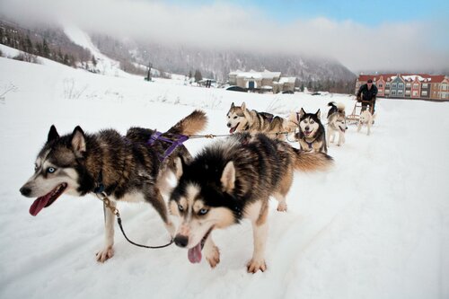 Гостиница Holiday Inn Express Deer Lake