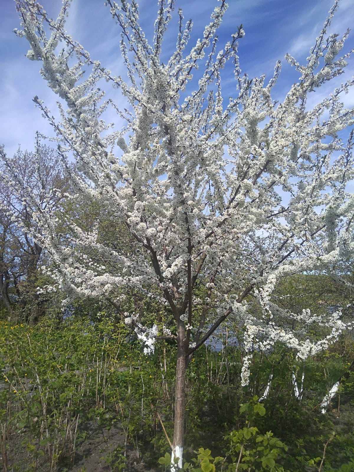 Фото Староладожская усадьба