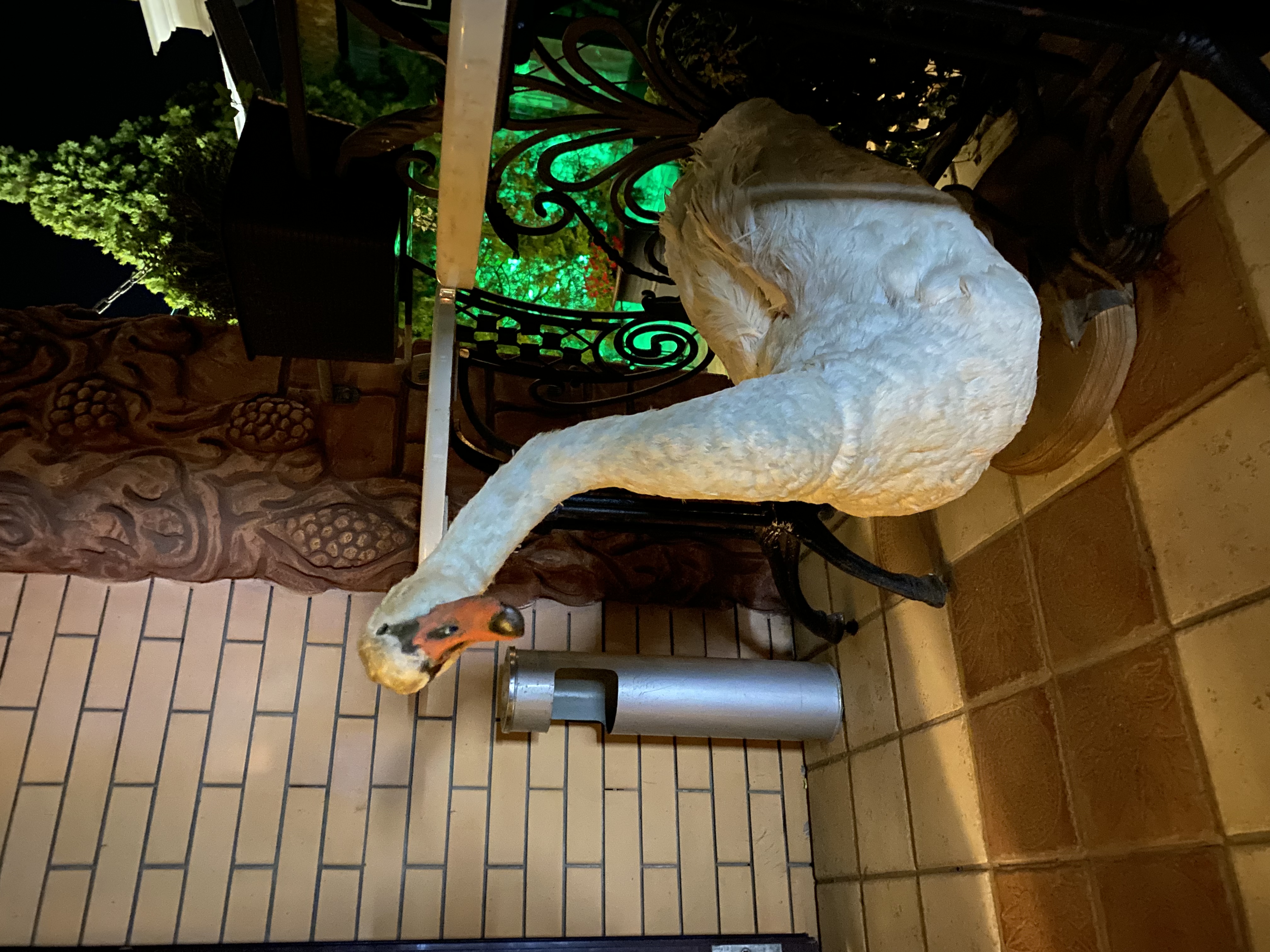 Фото Дон Мажор