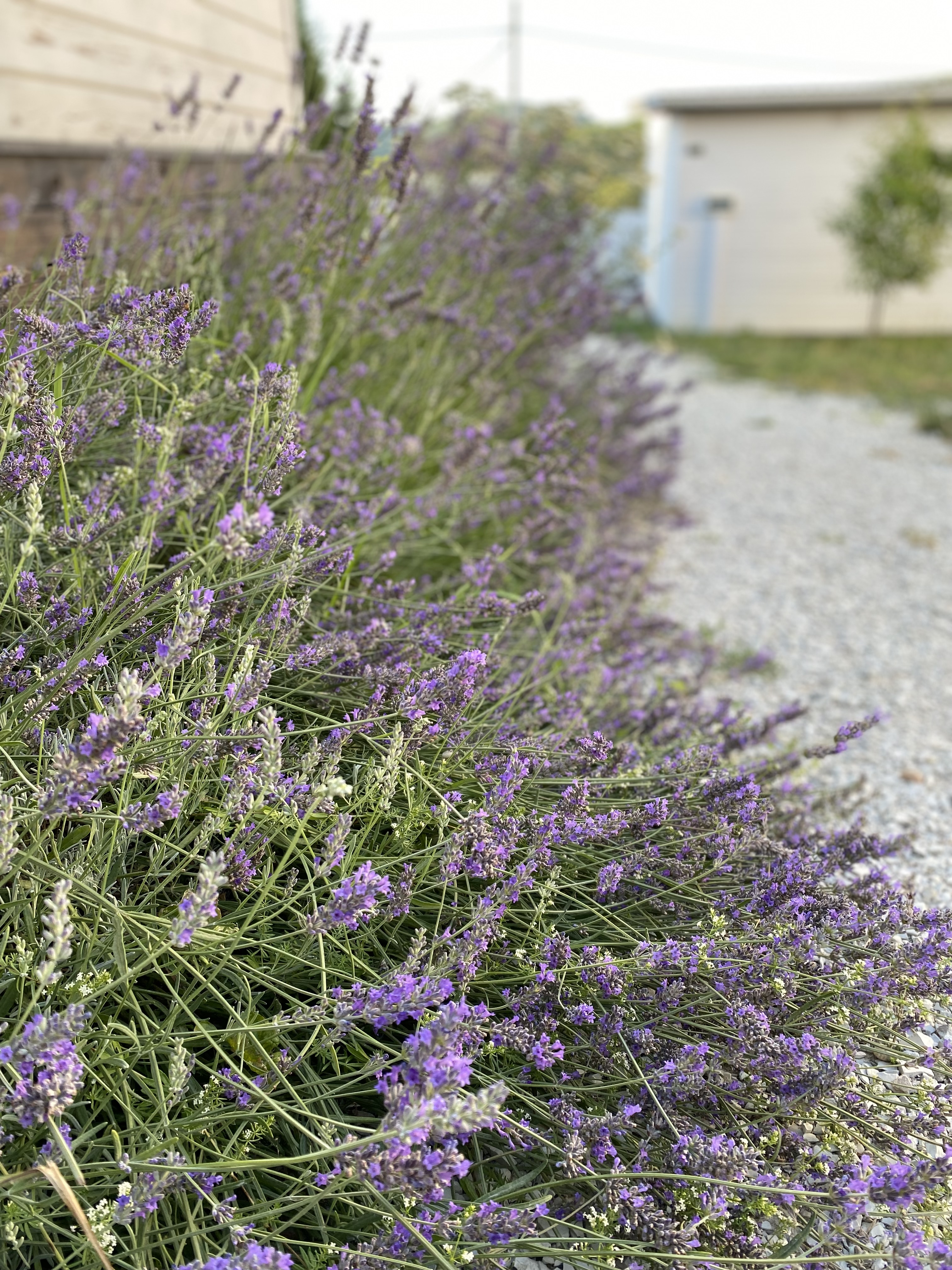 Фото Villa Scandi